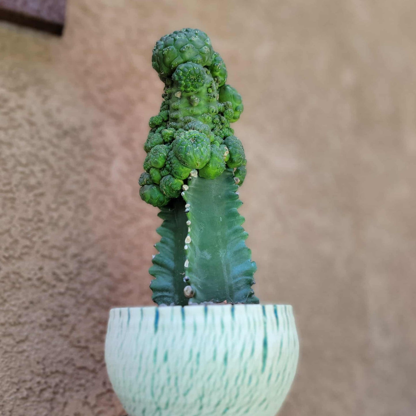 Euphorbia gymnocalycioides - HUGE Cluster