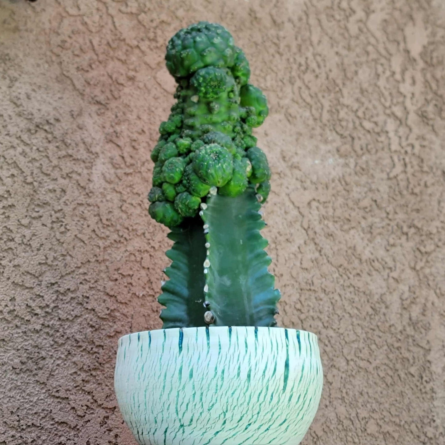 Euphorbia gymnocalycioides - HUGE Cluster