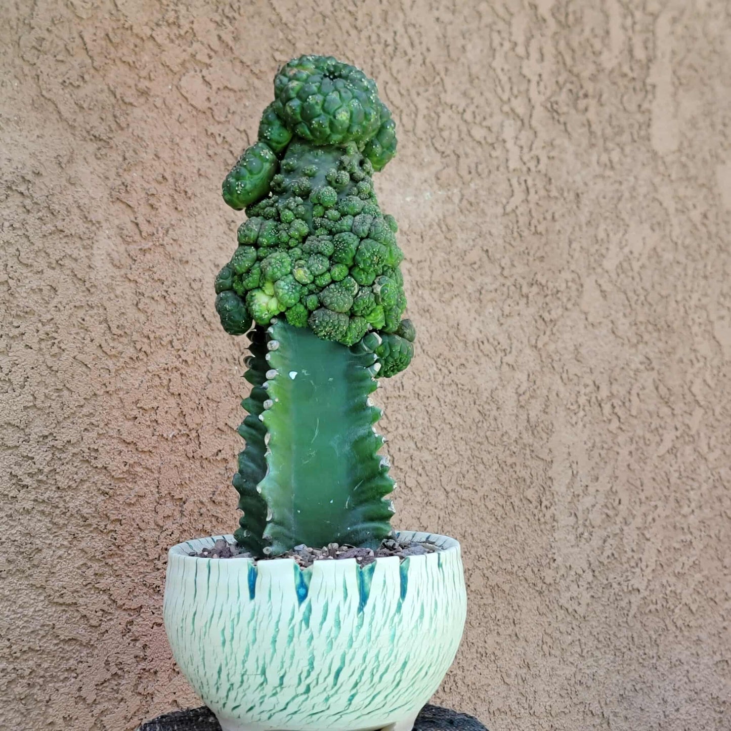 Euphorbia gymnocalycioides - HUGE Cluster