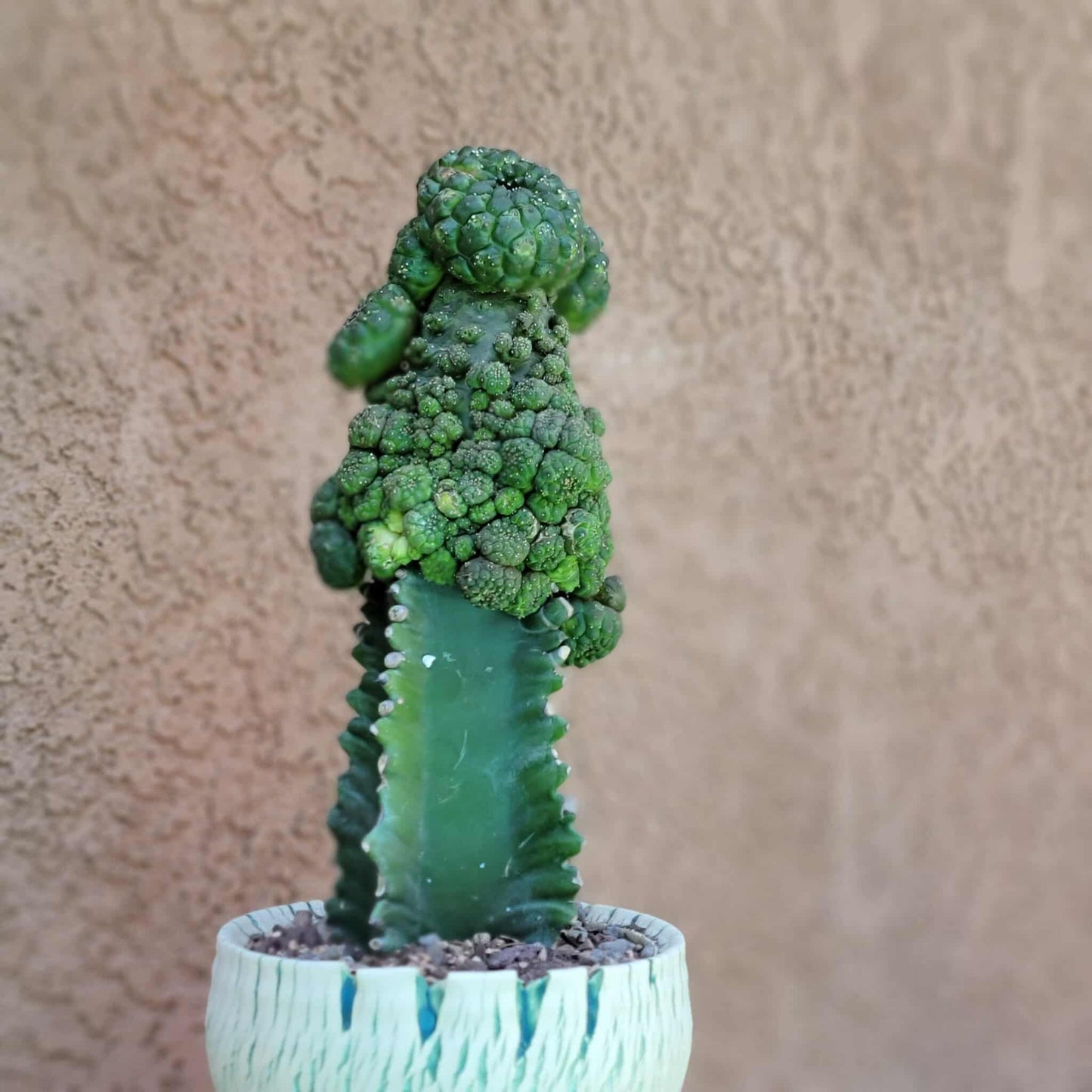 Euphorbia gymnocalycioides - HUGE Cluster