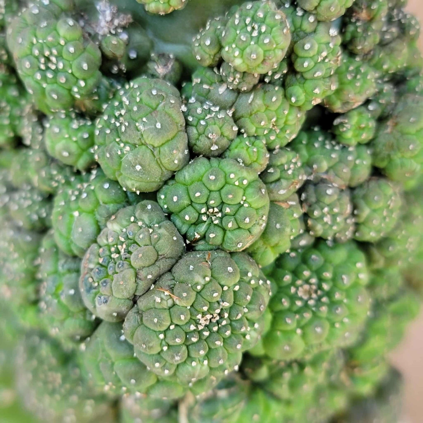 Euphorbia gymnocalycioides - HUGE Cluster