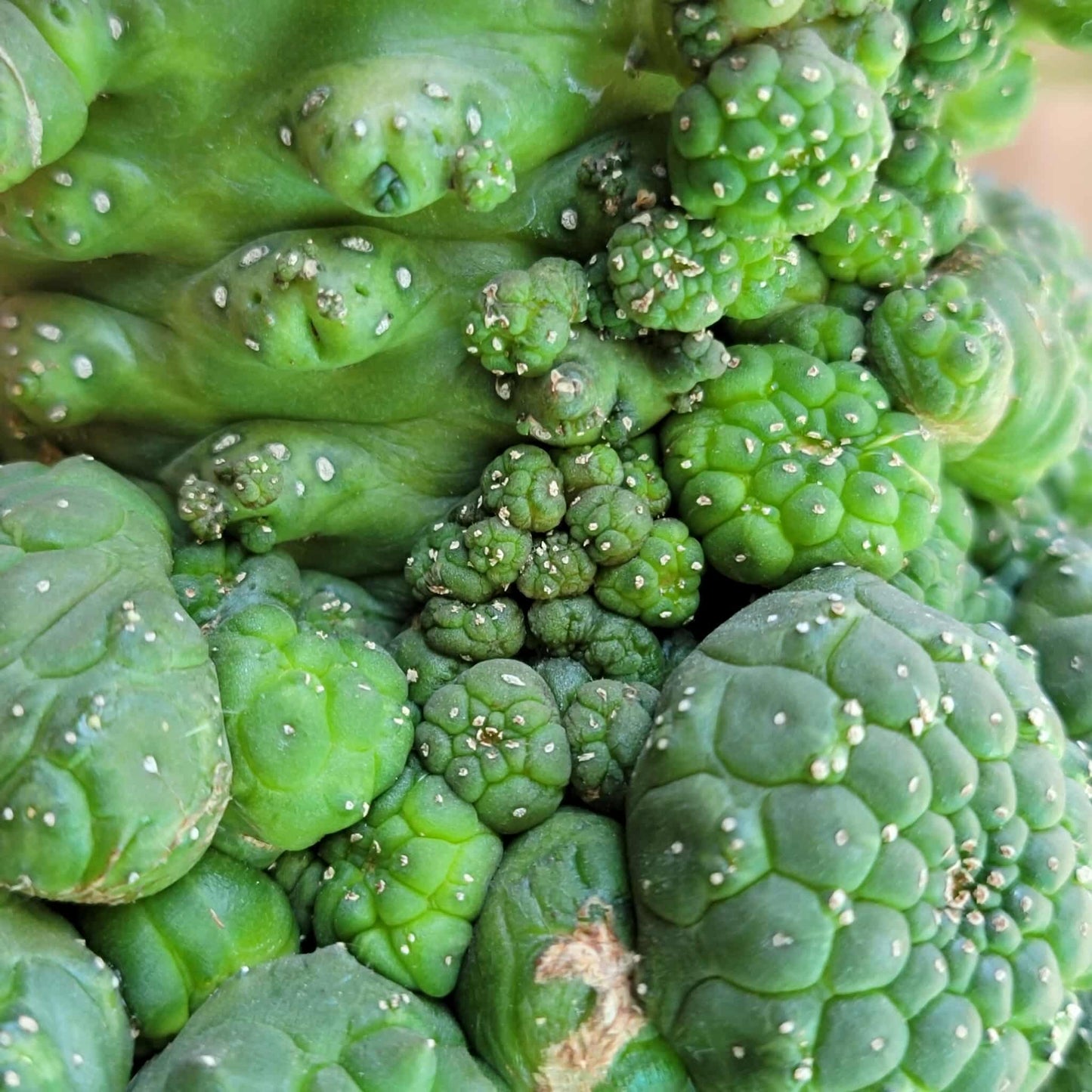 Euphorbia gymnocalycioides - HUGE Cluster