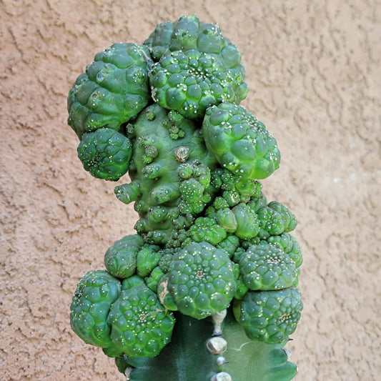 Euphorbia gymnocalycioides - HUGE Cluster