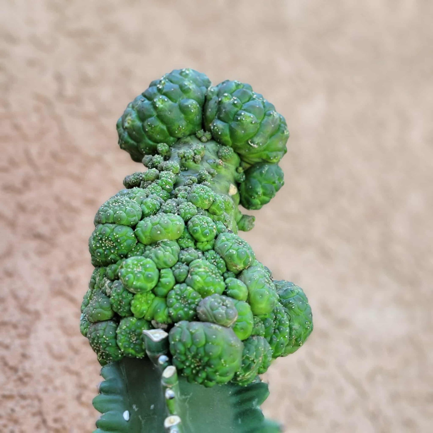 Euphorbia gymnocalycioides - HUGE Cluster