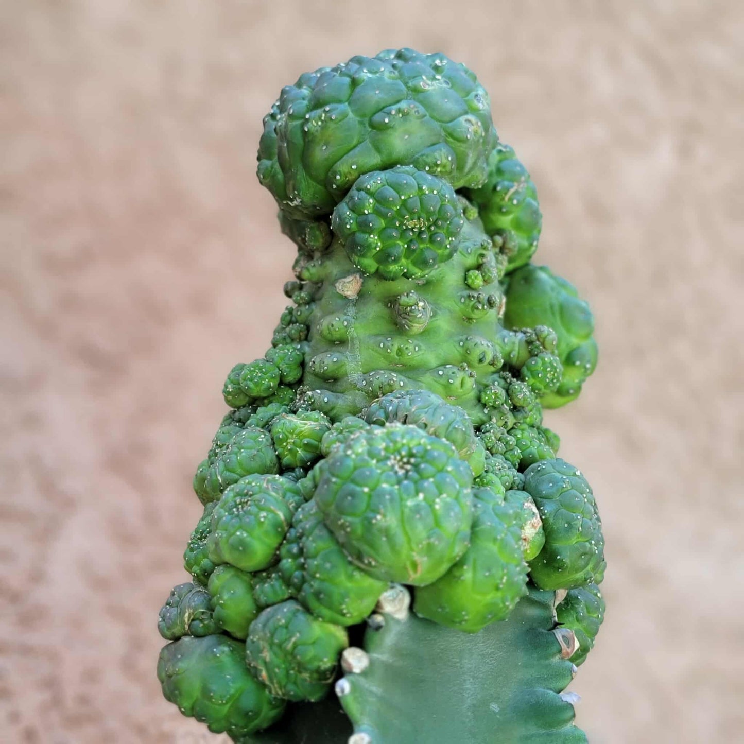 Euphorbia gymnocalycioides - HUGE Cluster