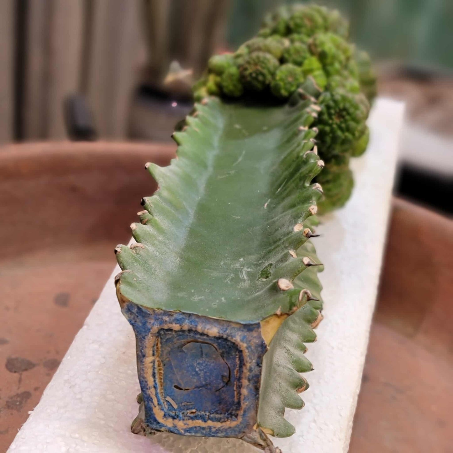 Euphorbia gymnocalycioides - HUGE Cluster