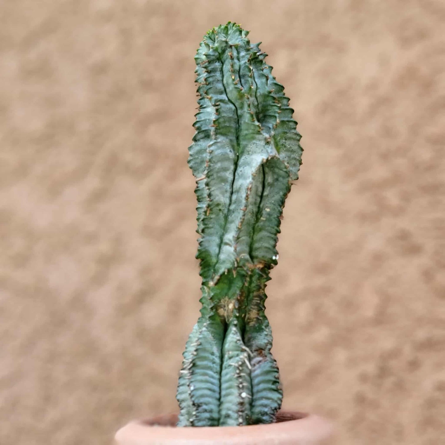 Euphorbia horrida 'Ice Storm'