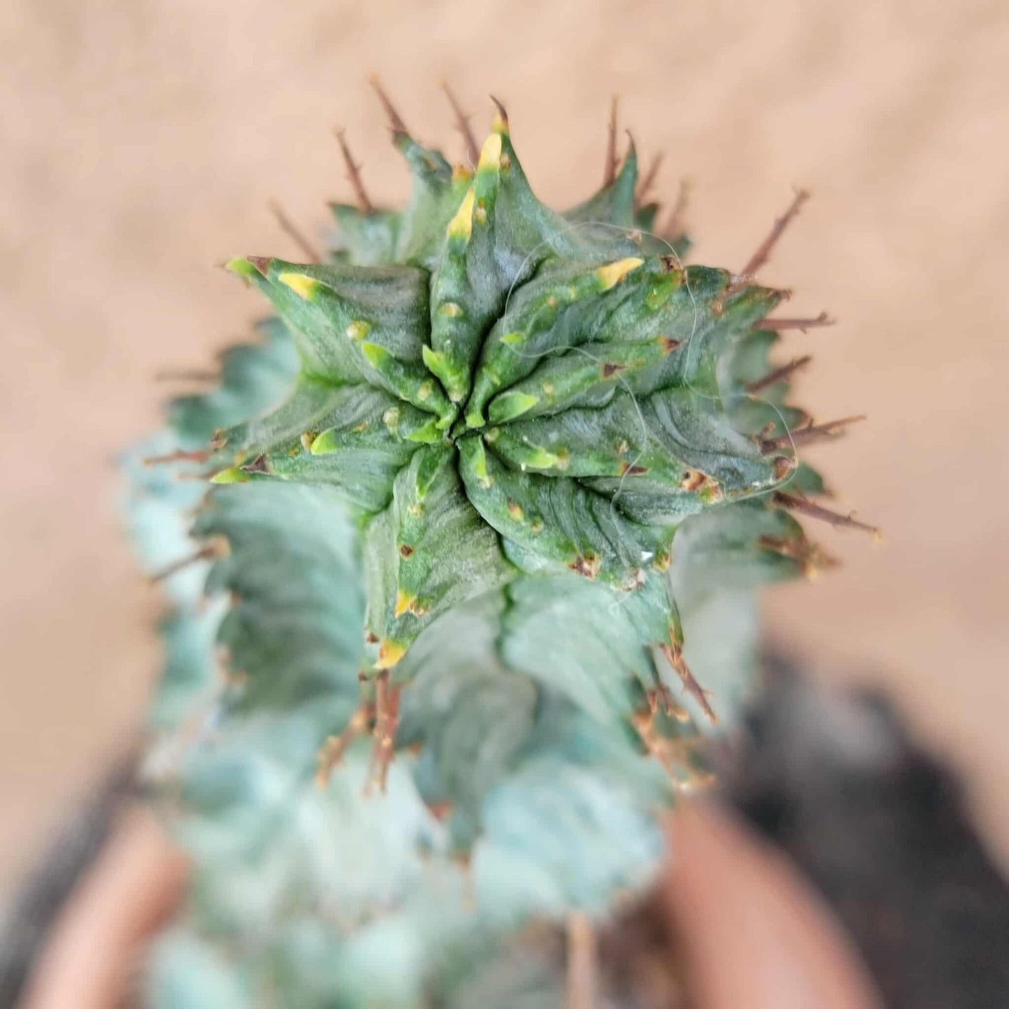 Euphorbia horrida 'Ice Storm'