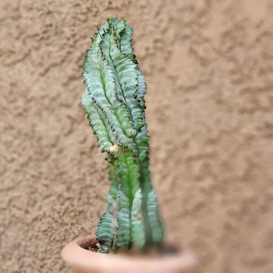 Euphorbia horrida 'Ice Storm'