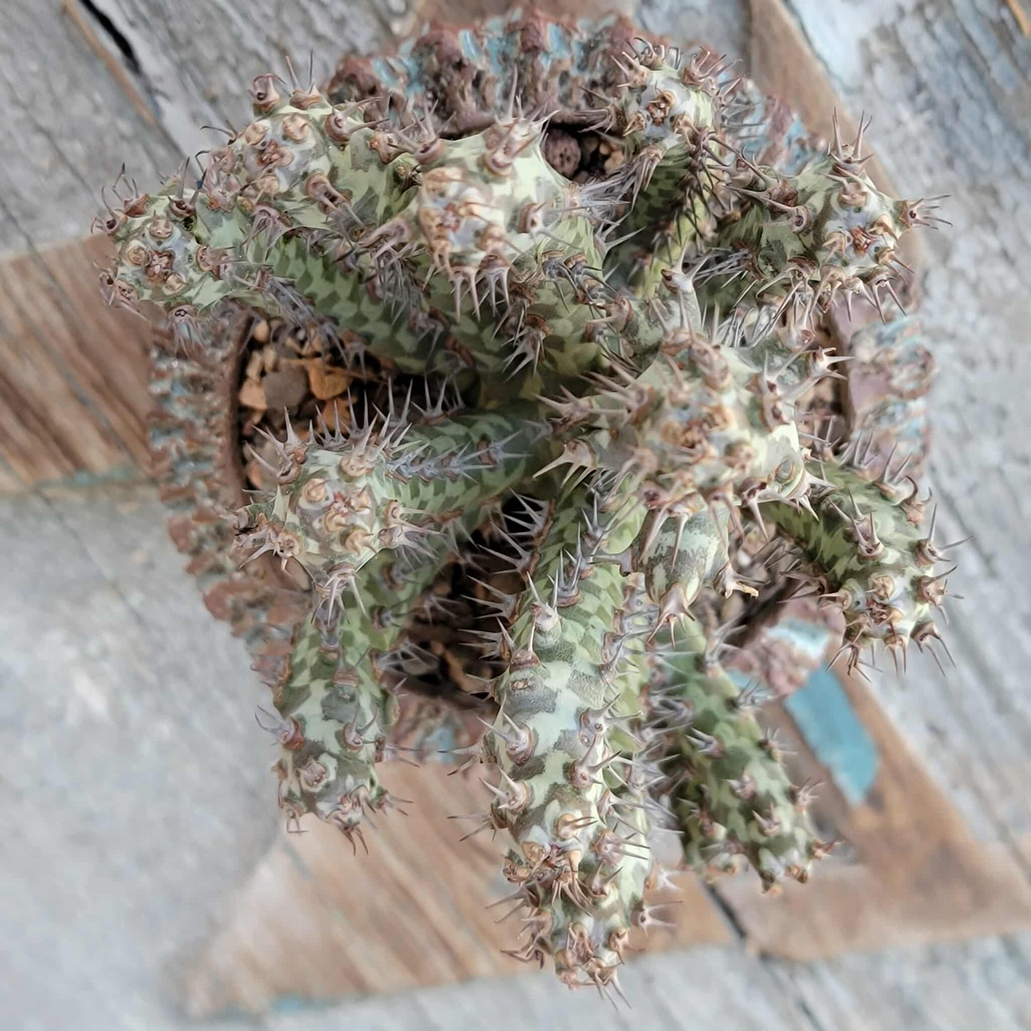 Euphorbia horwoodii