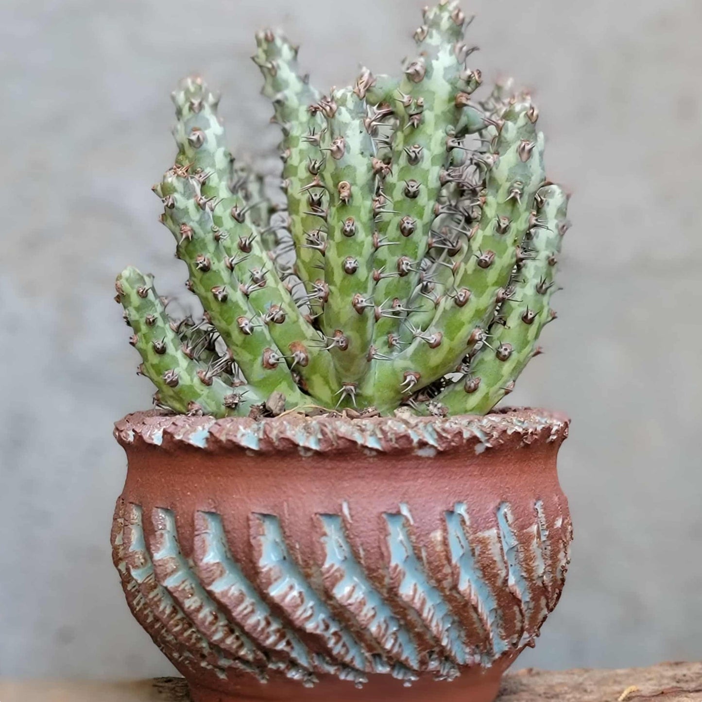 Euphorbia horwoodii