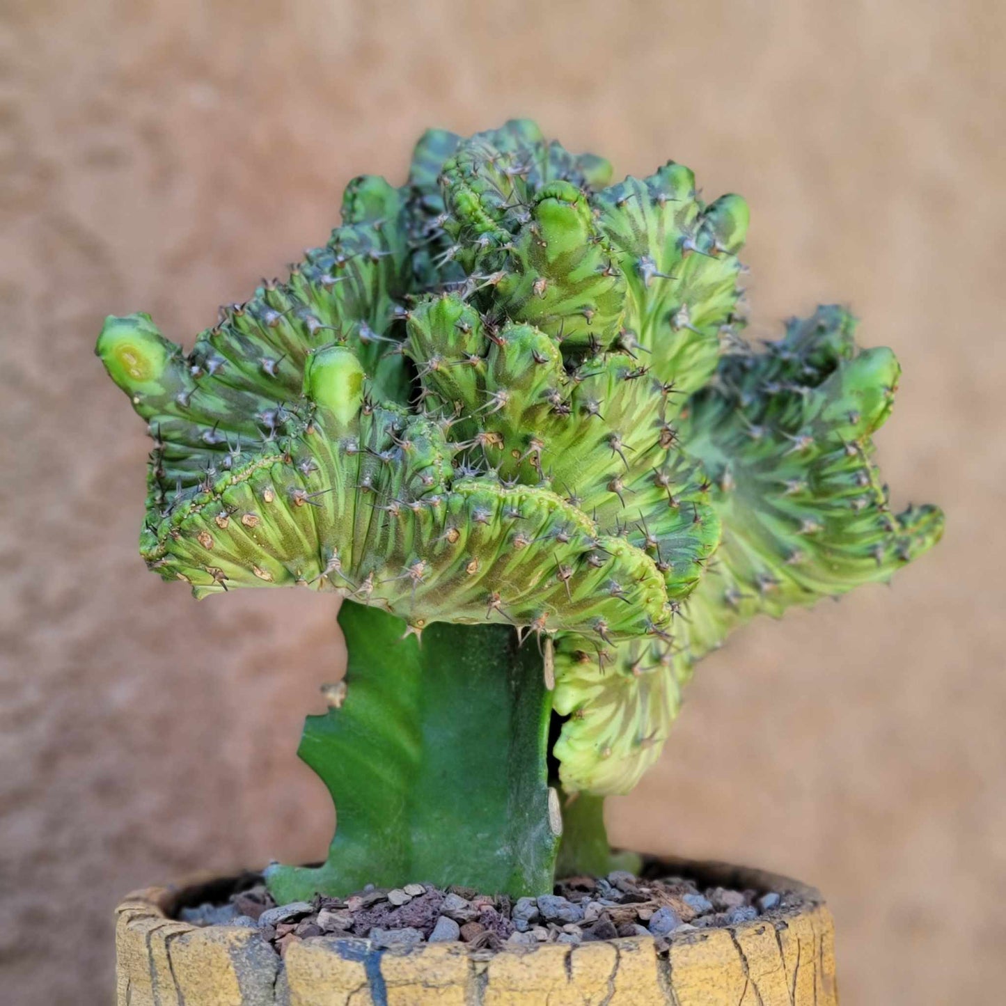 Euphorbia horwoodii cristata - BIG