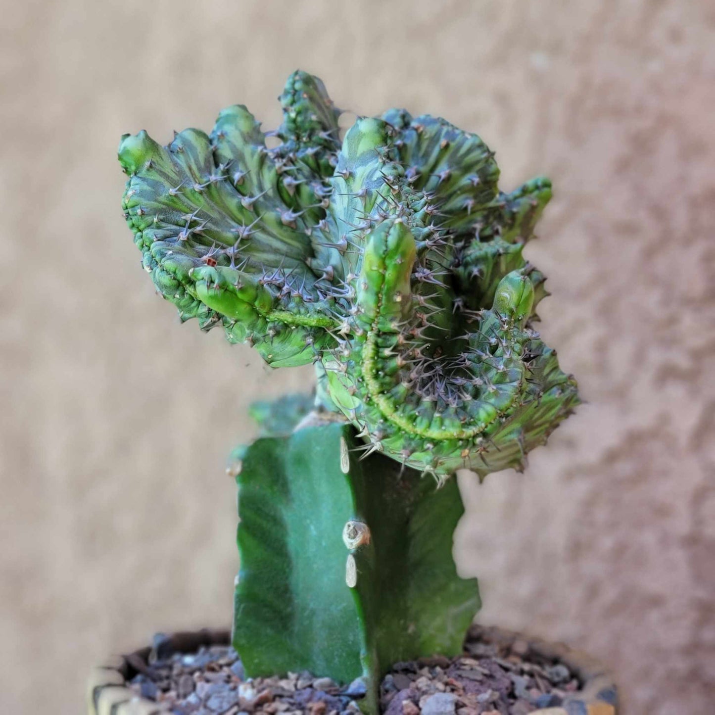 Euphorbia horwoodii cristata - BIG
