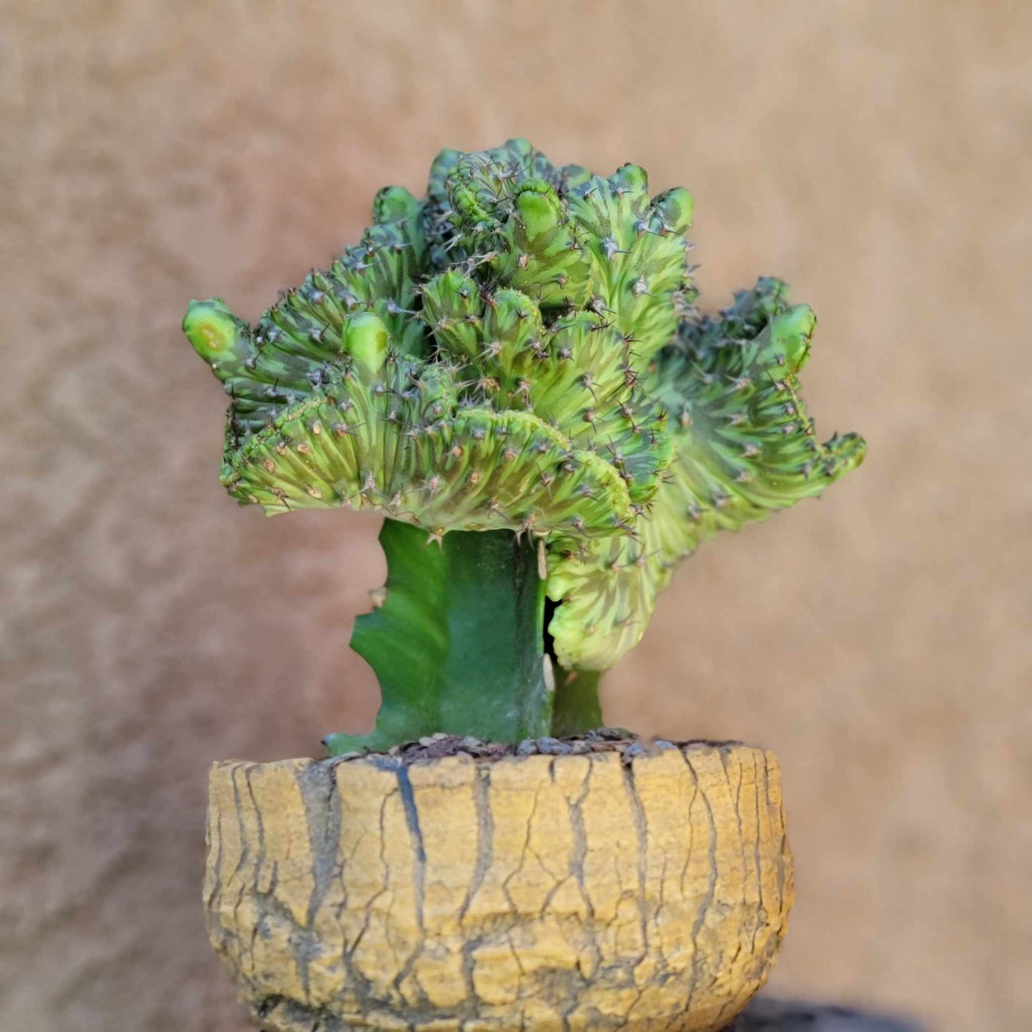Euphorbia horwoodii cristata - BIG