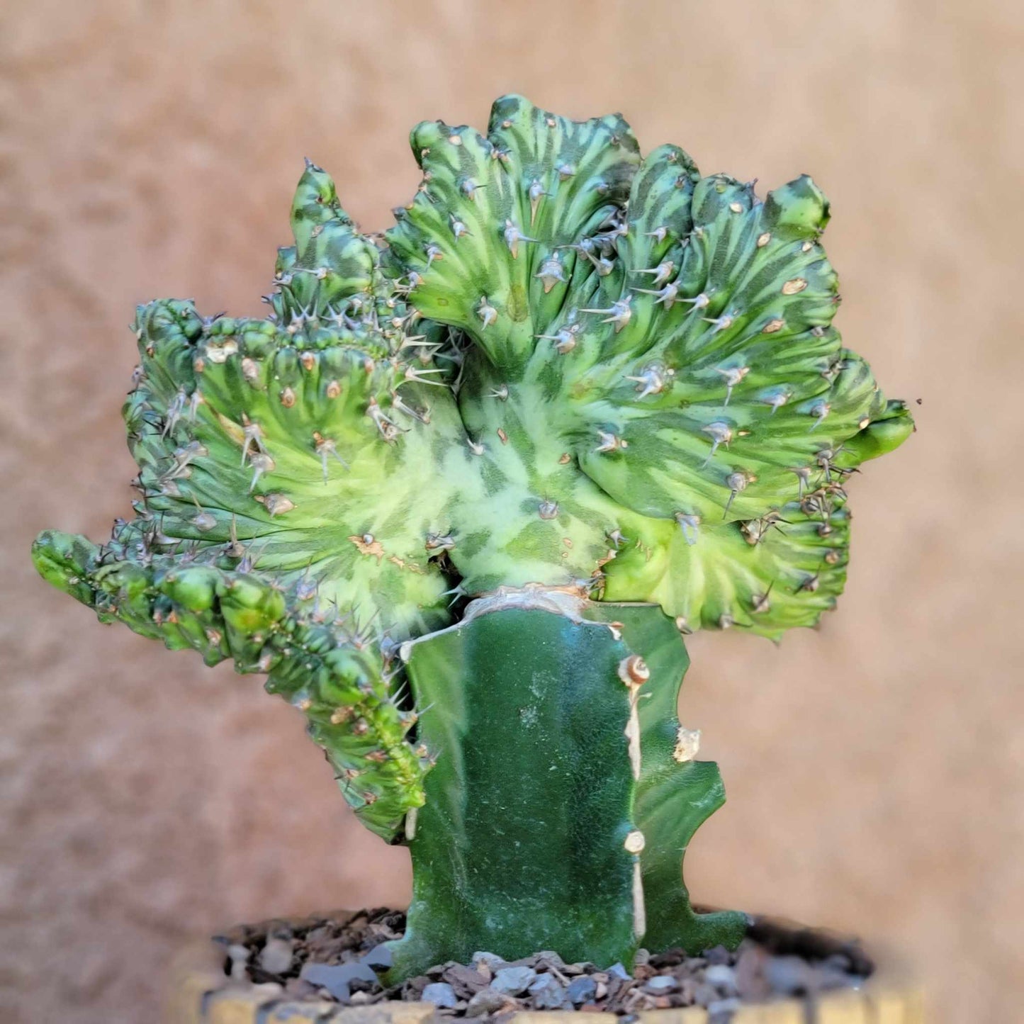 Euphorbia horwoodii cristata - BIG