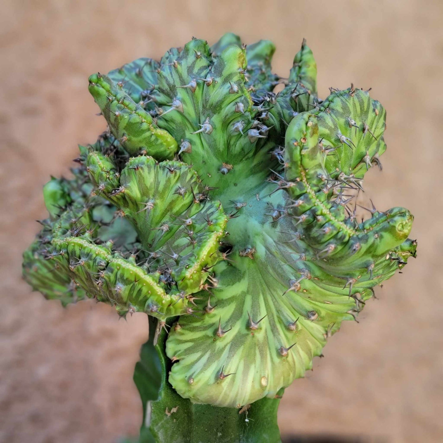 Euphorbia horwoodii cristata - BIG