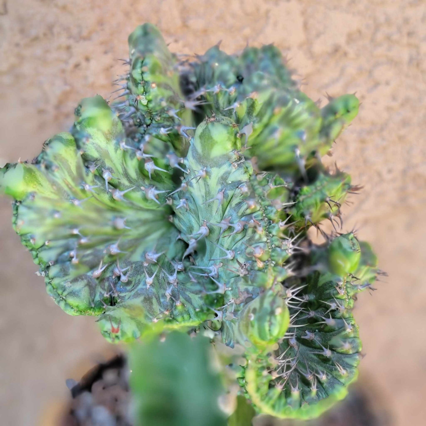 Euphorbia horwoodii cristata - BIG