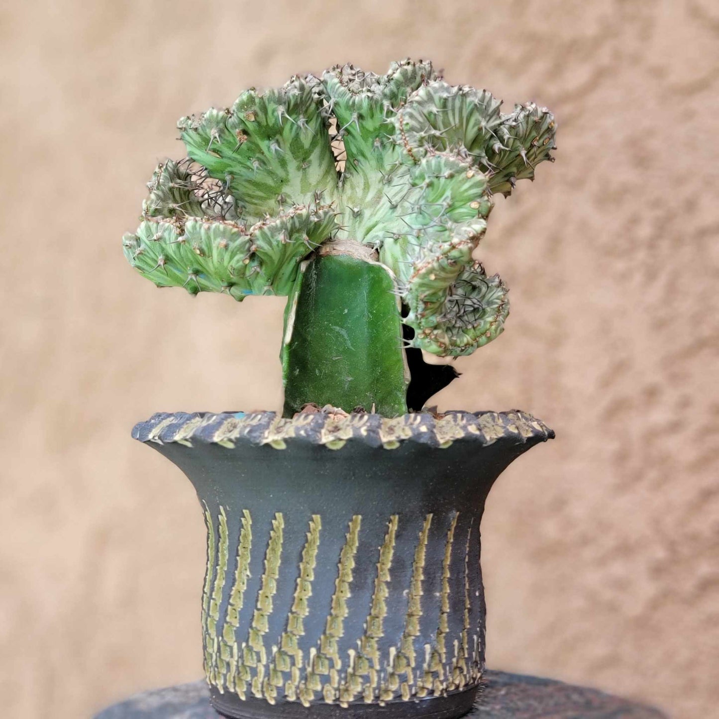 Euphorbia horwoodii cristata