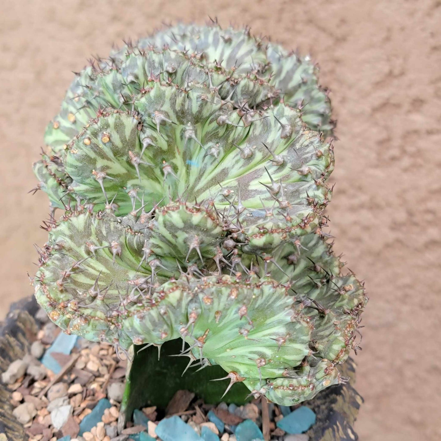Euphorbia horwoodii cristata