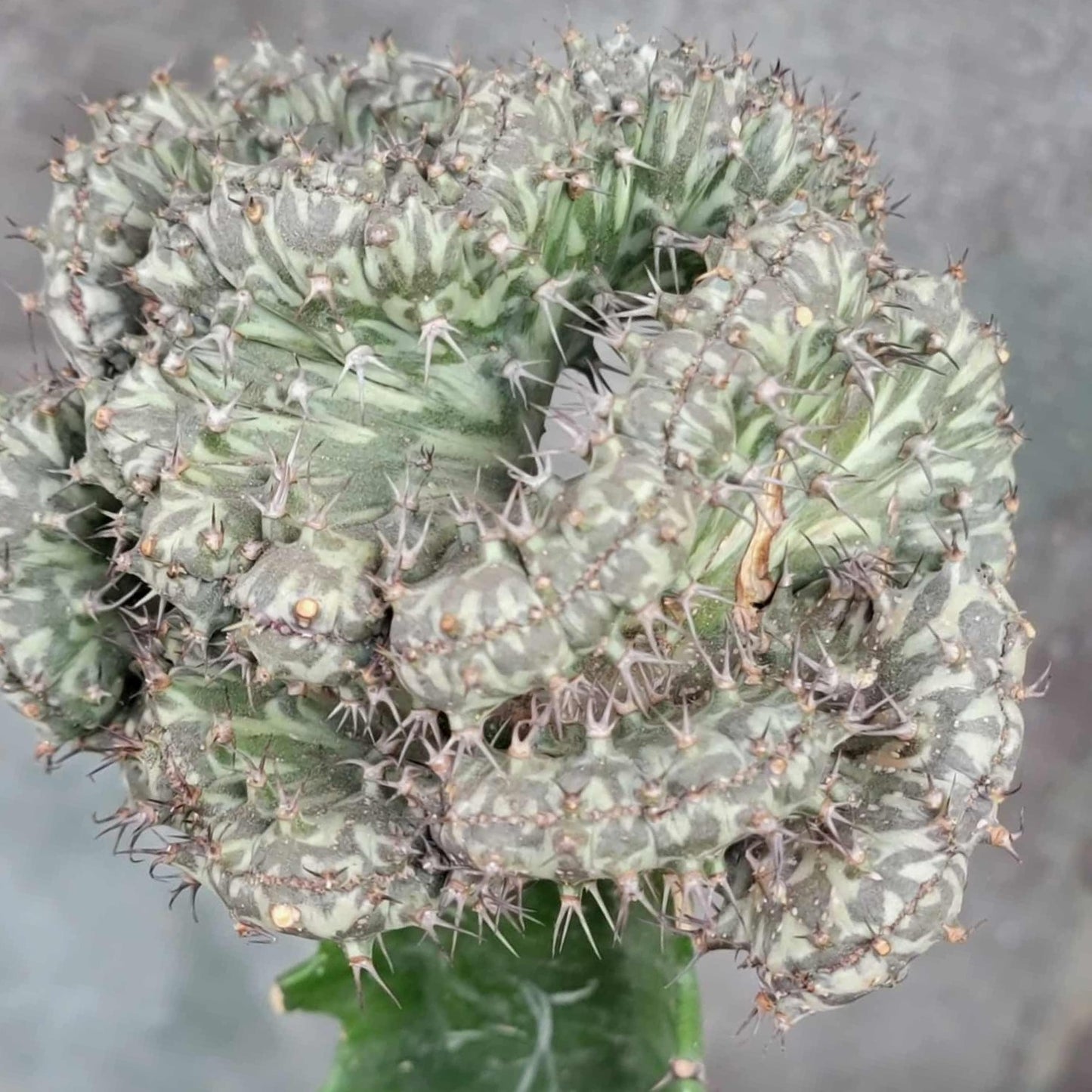 Euphorbia horwoodii cristata