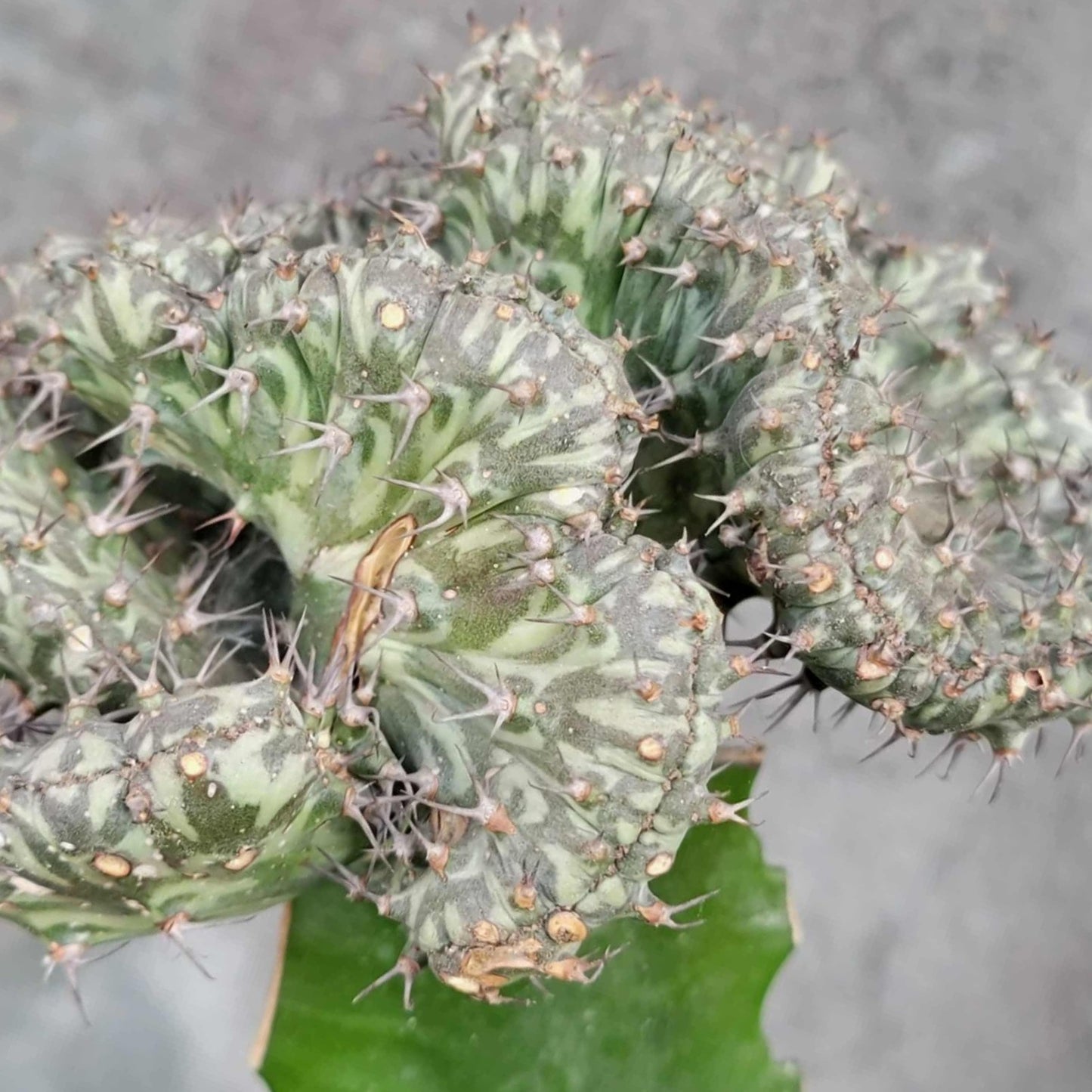 Euphorbia horwoodii cristata