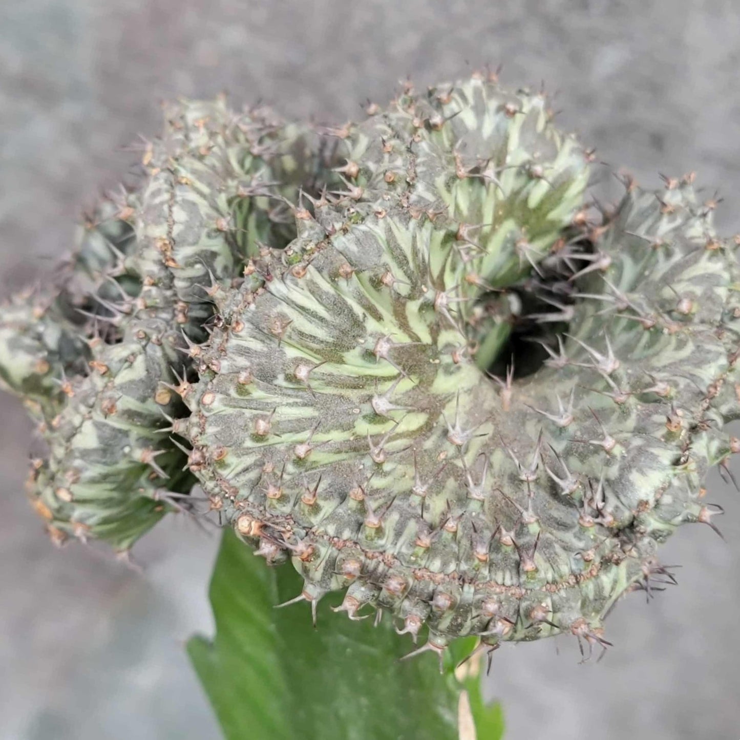 Euphorbia horwoodii cristata