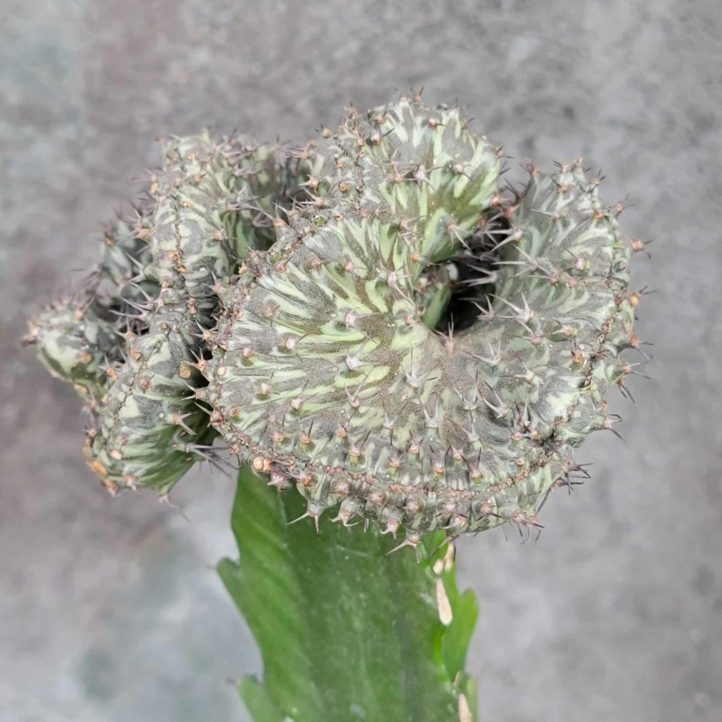 Euphorbia horwoodii cristata