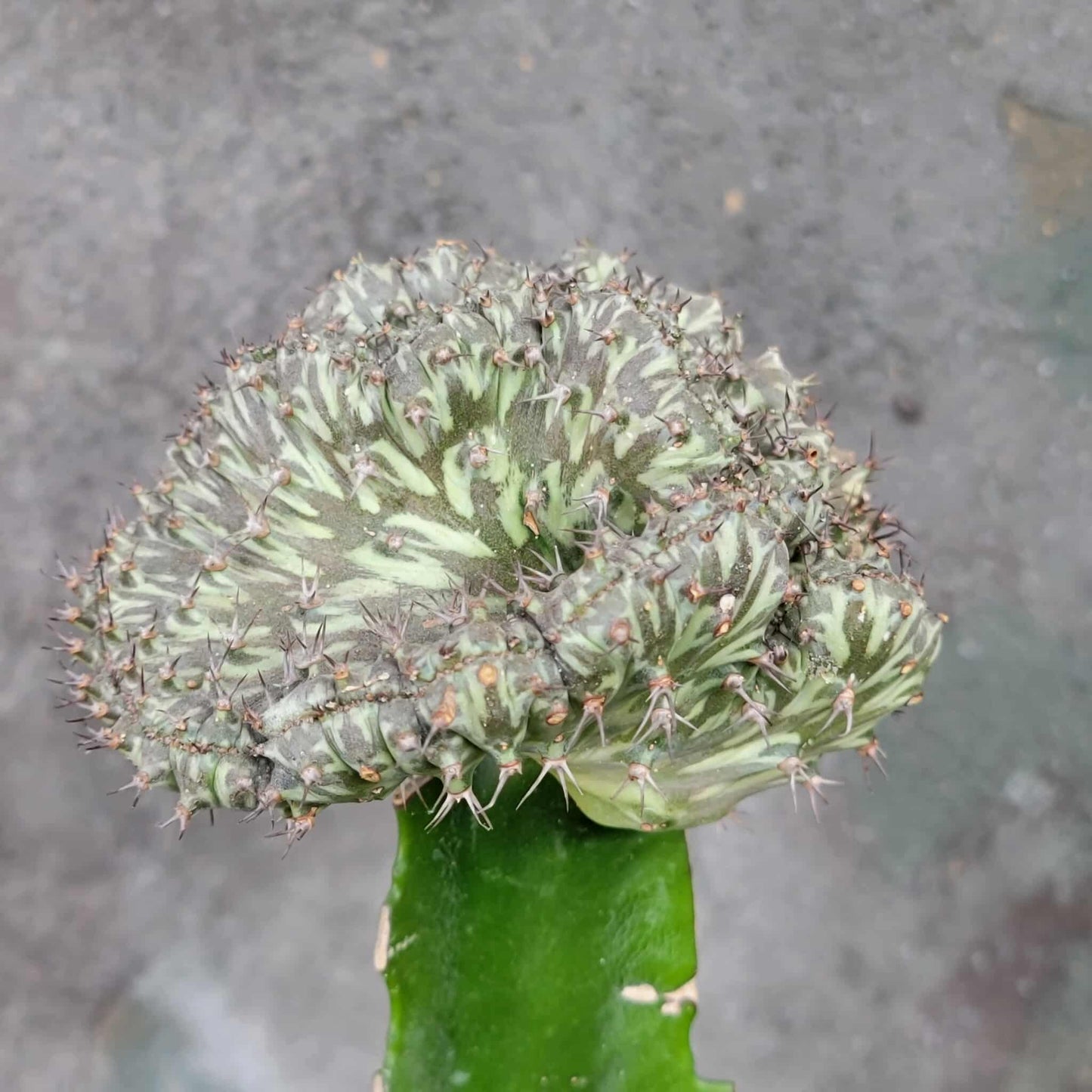 Euphorbia horwoodii cristata