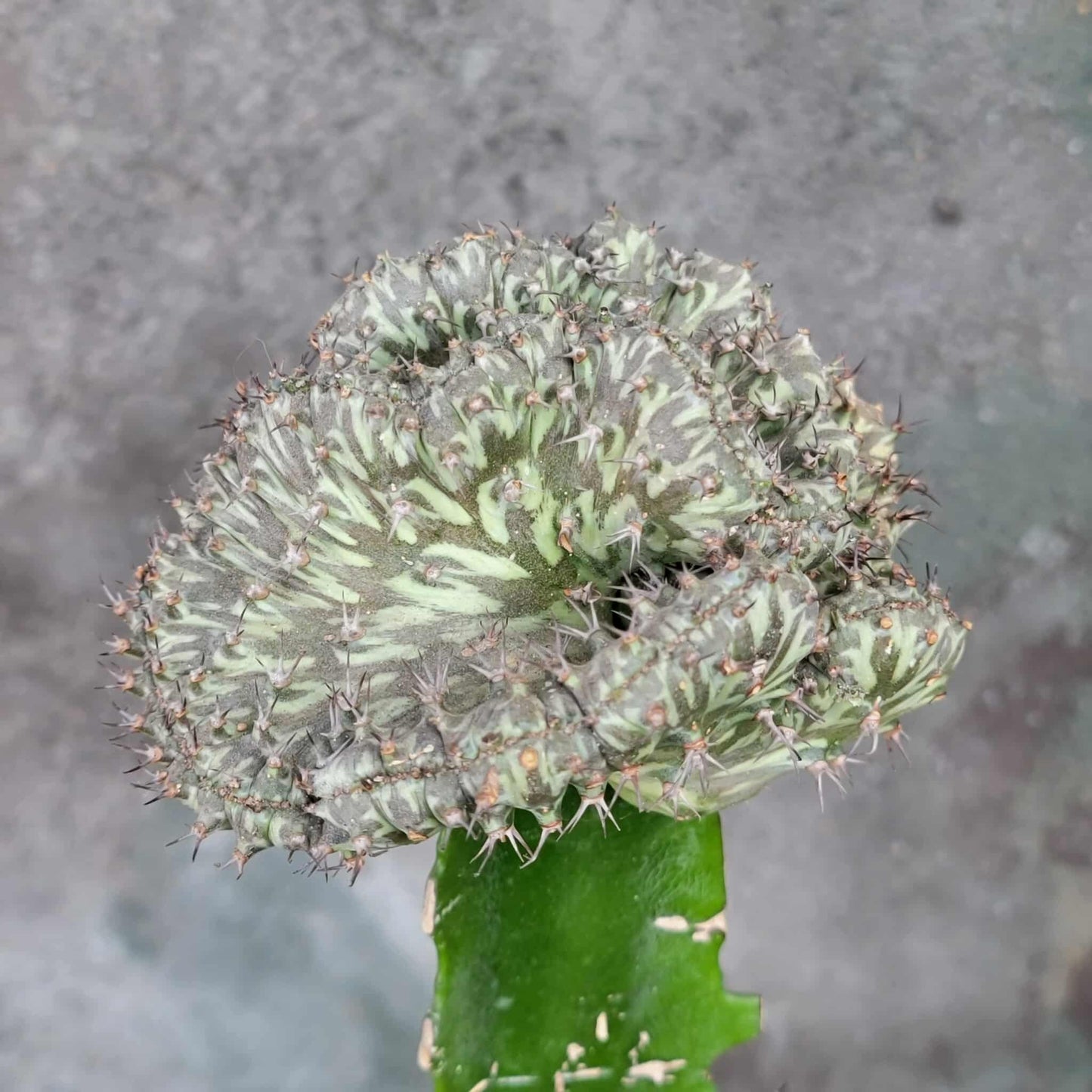 Euphorbia horwoodii cristata
