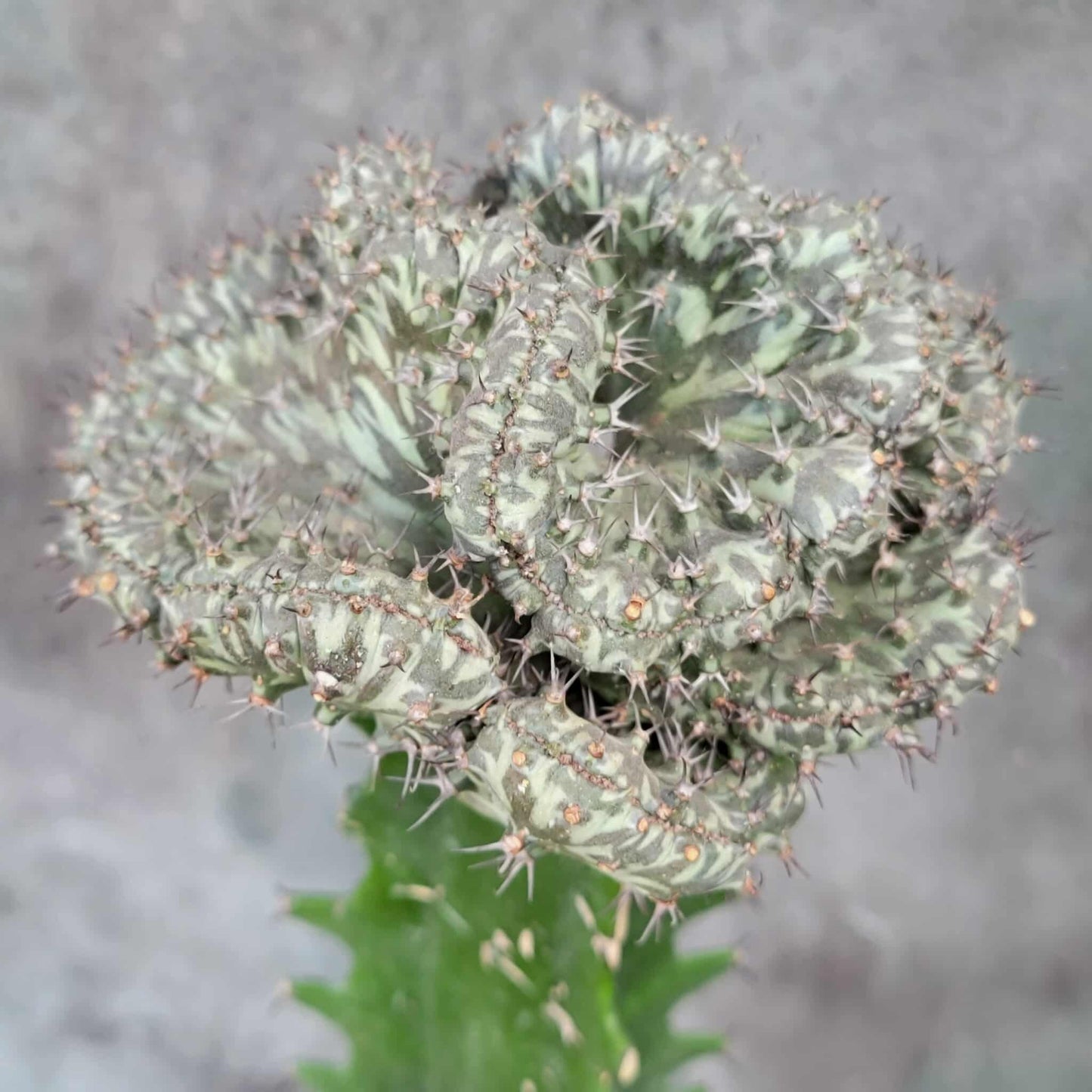 Euphorbia horwoodii cristata