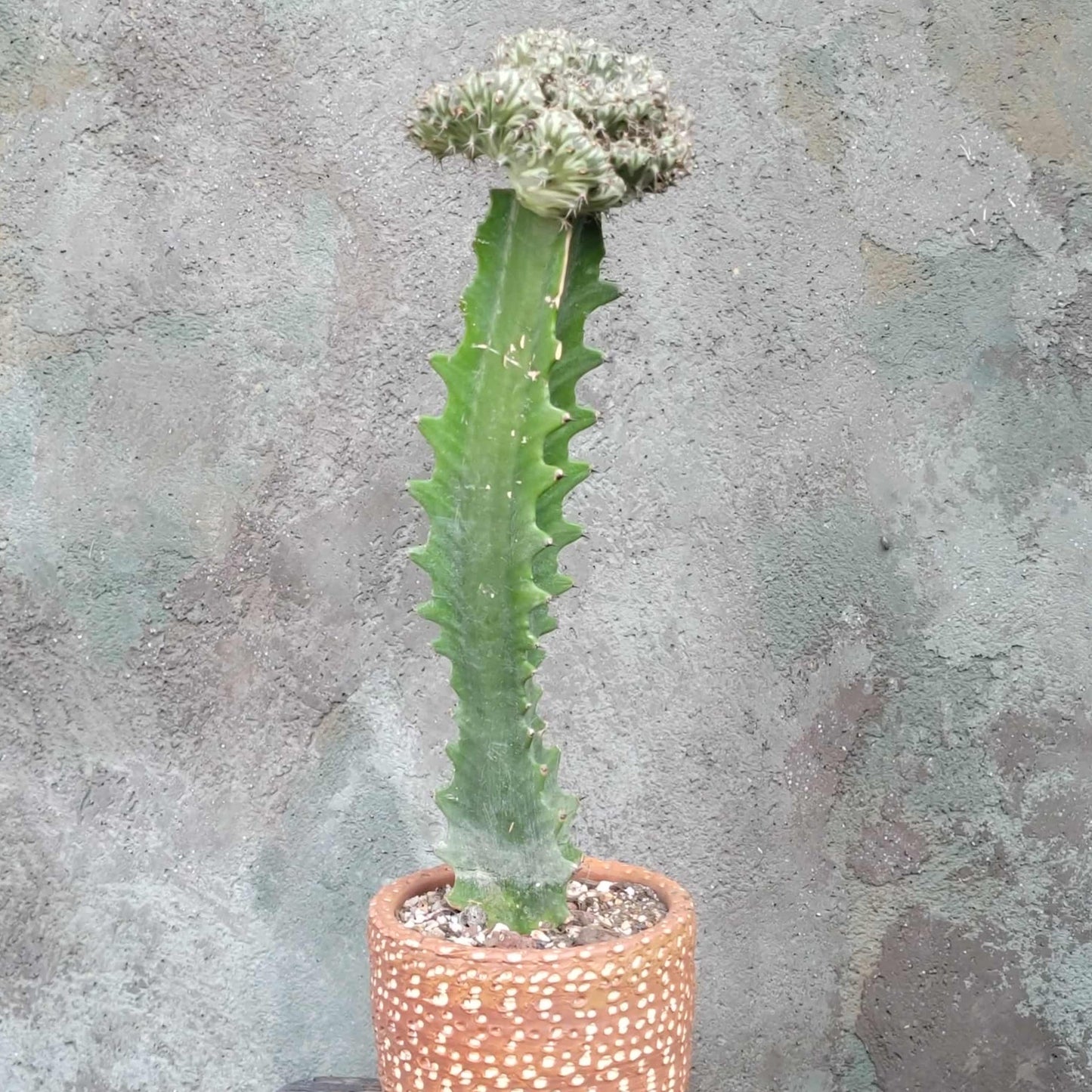 Euphorbia horwoodii cristata