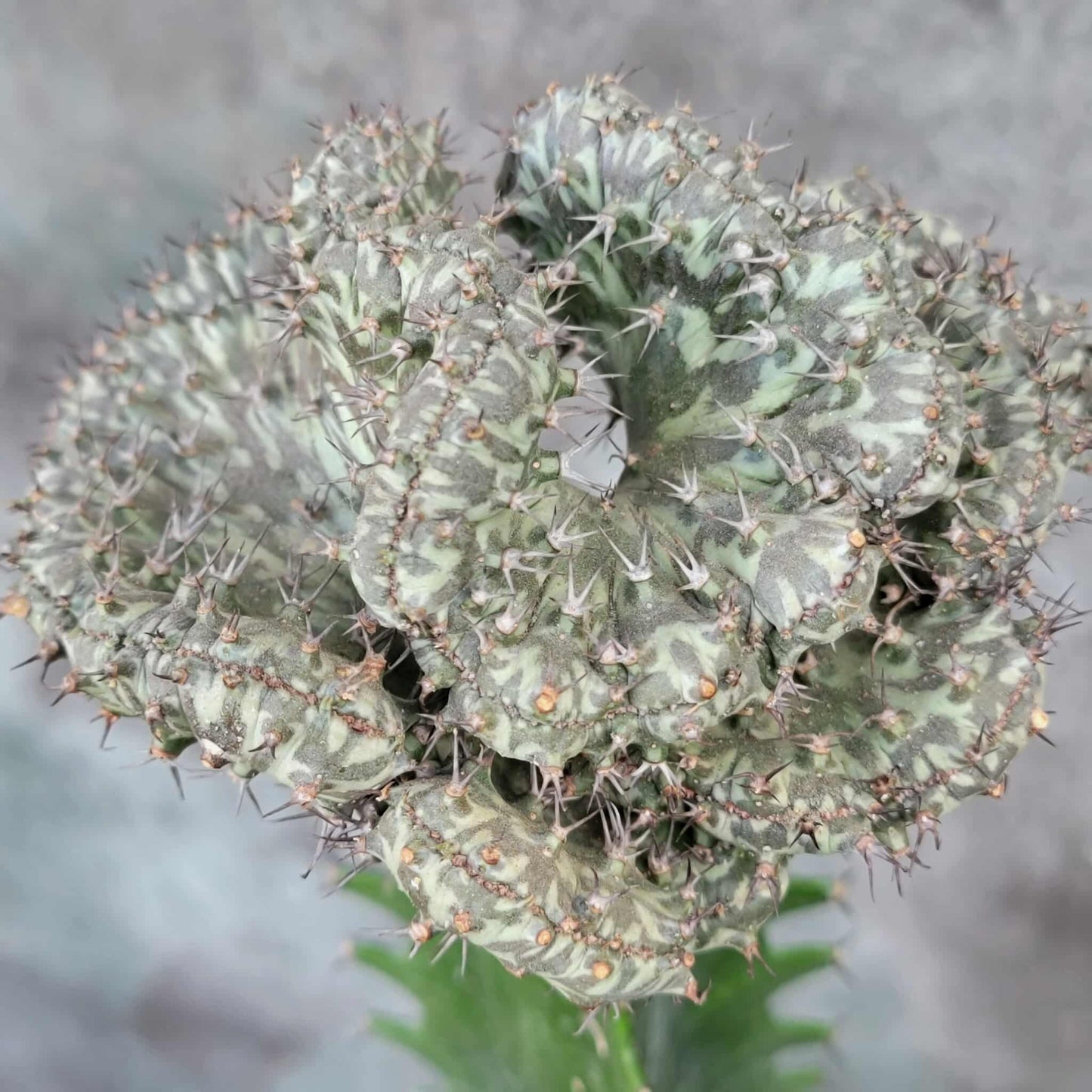 Euphorbia horwoodii cristata