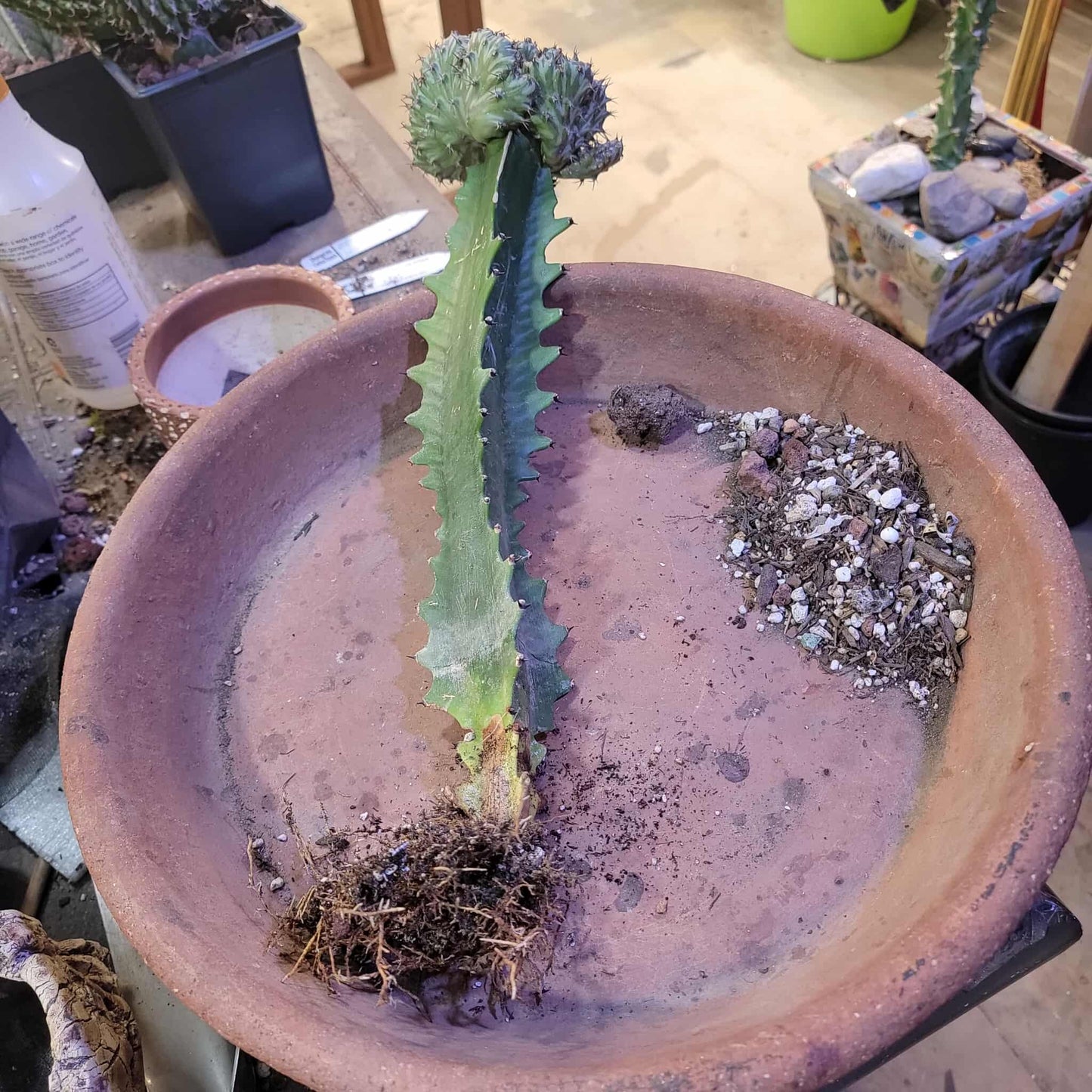 Euphorbia horwoodii cristata