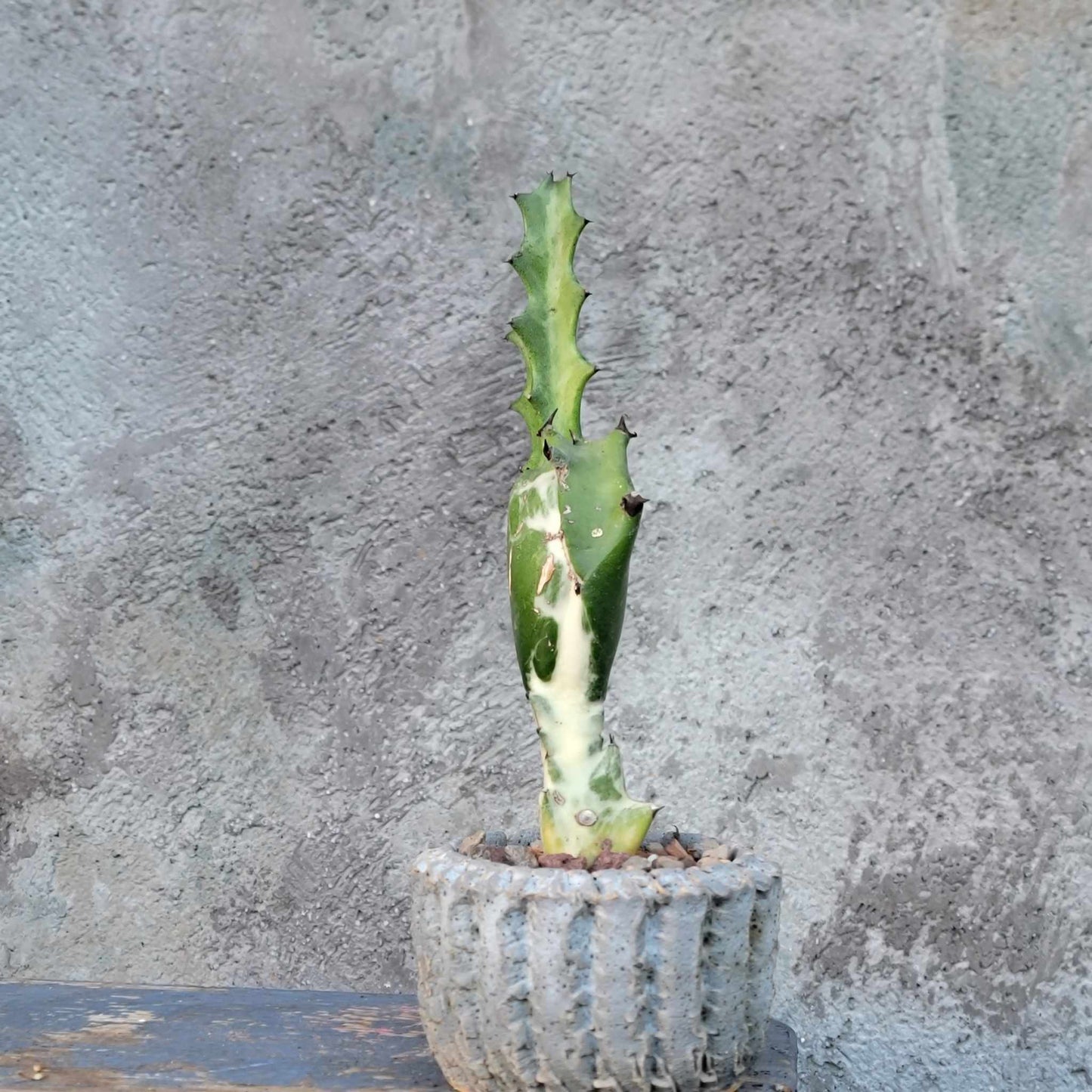 Euphorbia lactea variegata 'White Ghost' - Variegated Candelabra Spurge
