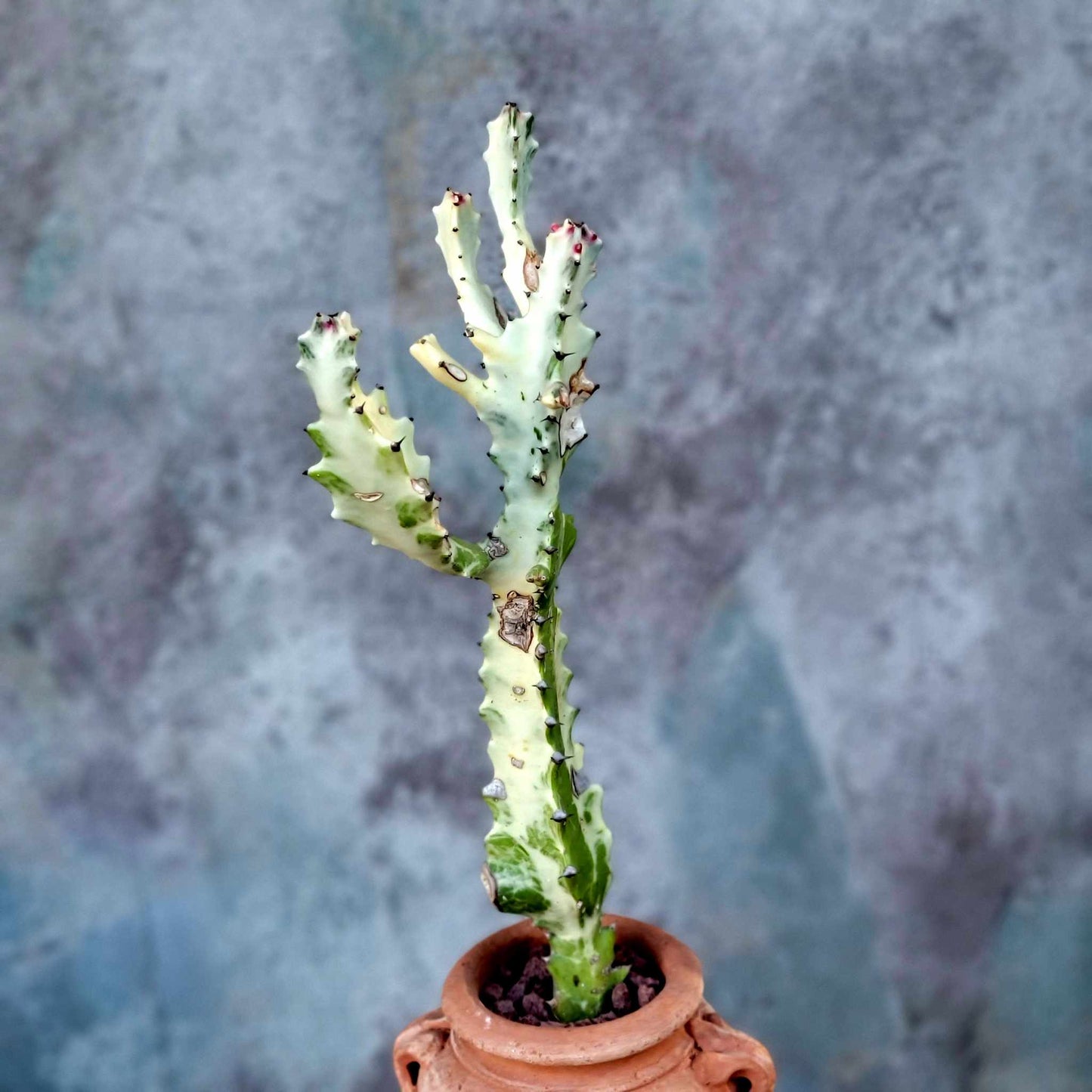 Euphorbia lactea variegata 'White Ghost' - Variegated Candelabra Spurge