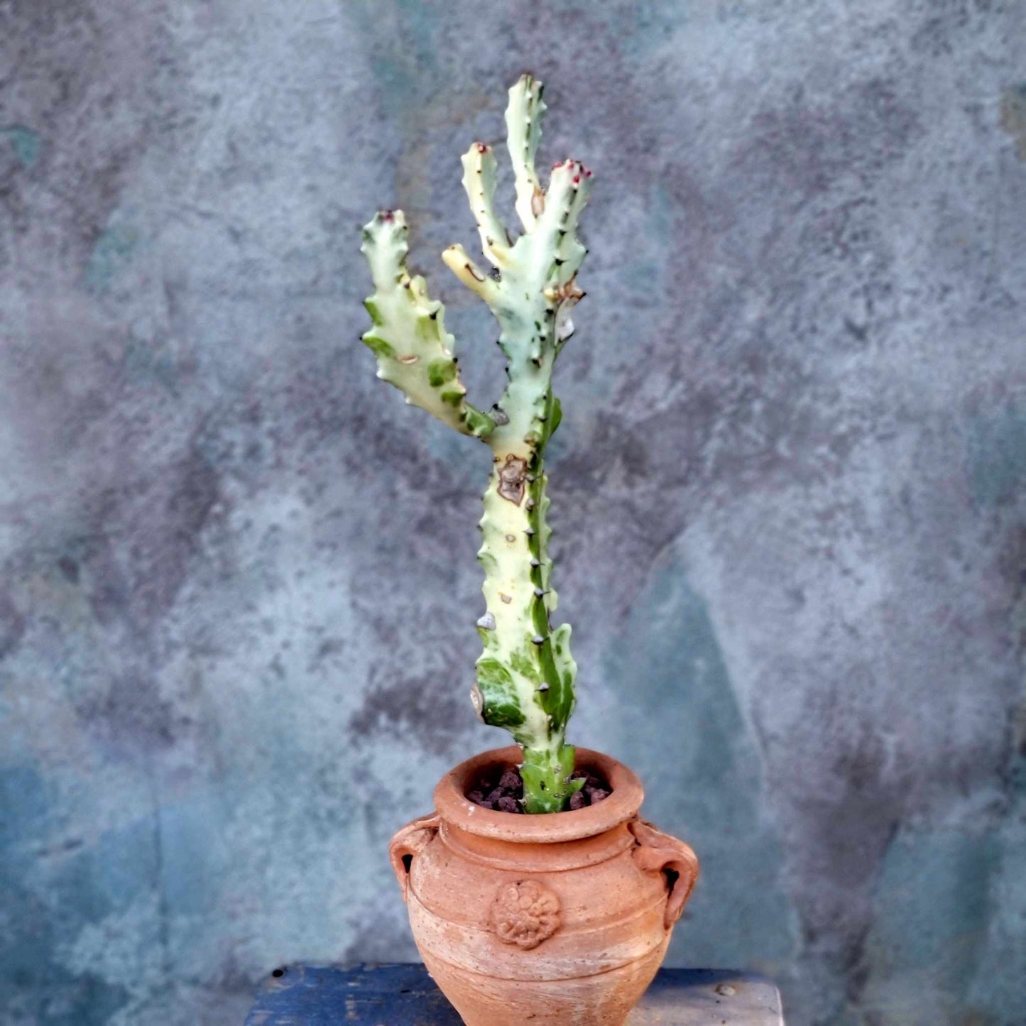 Euphorbia lactea variegata 'White Ghost' - Variegated Candelabra Spurge