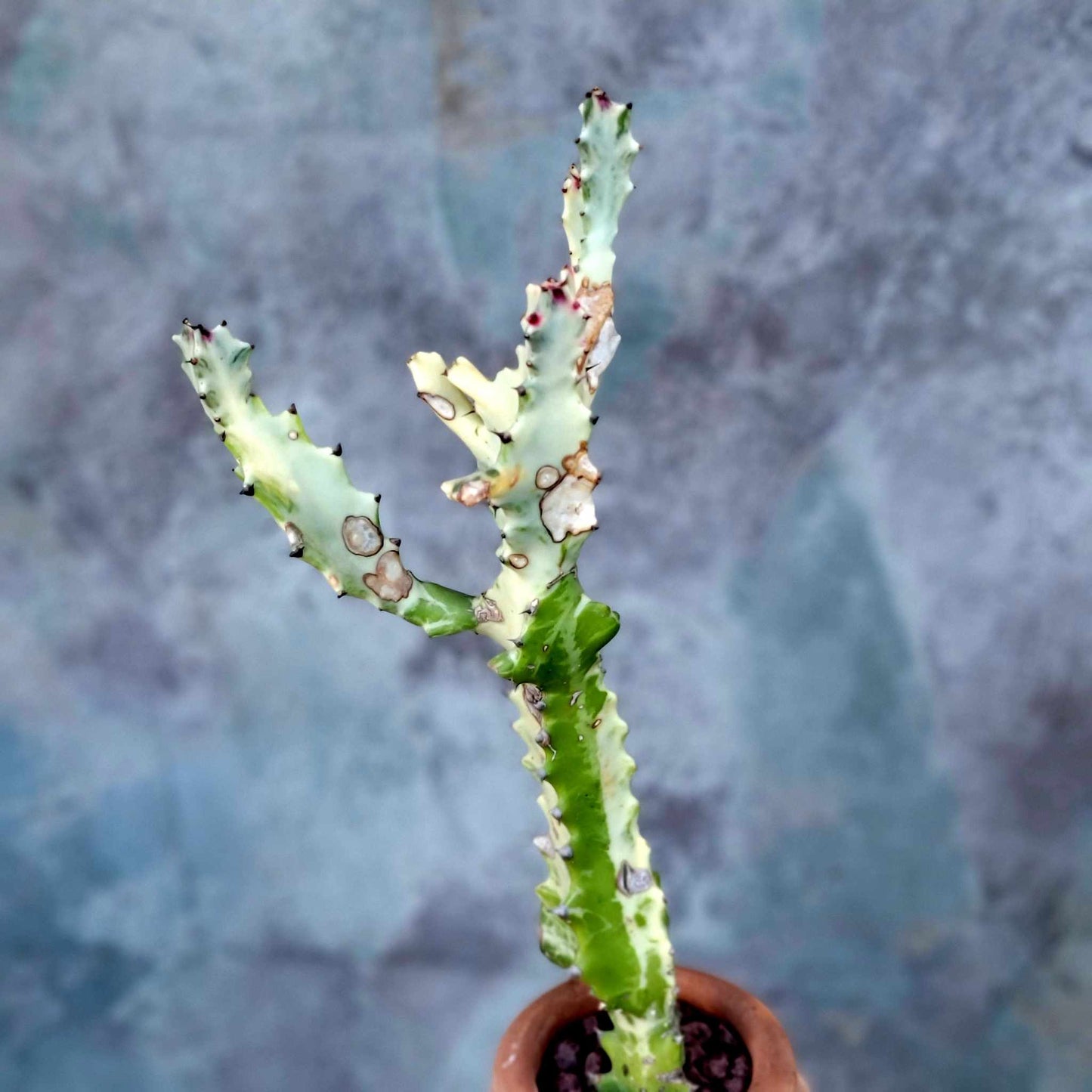Euphorbia lactea variegata 'White Ghost' - Variegated Candelabra Spurge