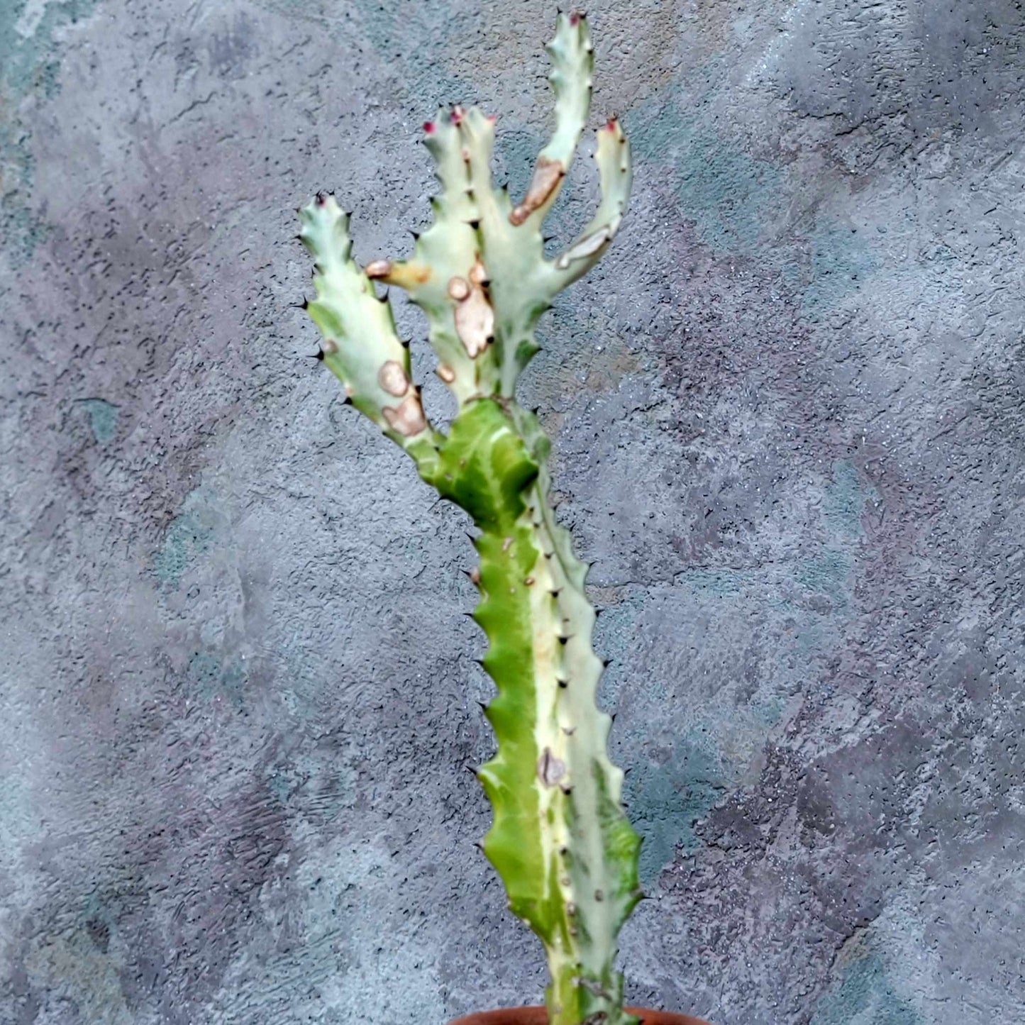 Euphorbia lactea variegata 'White Ghost' - Variegated Candelabra Spurge