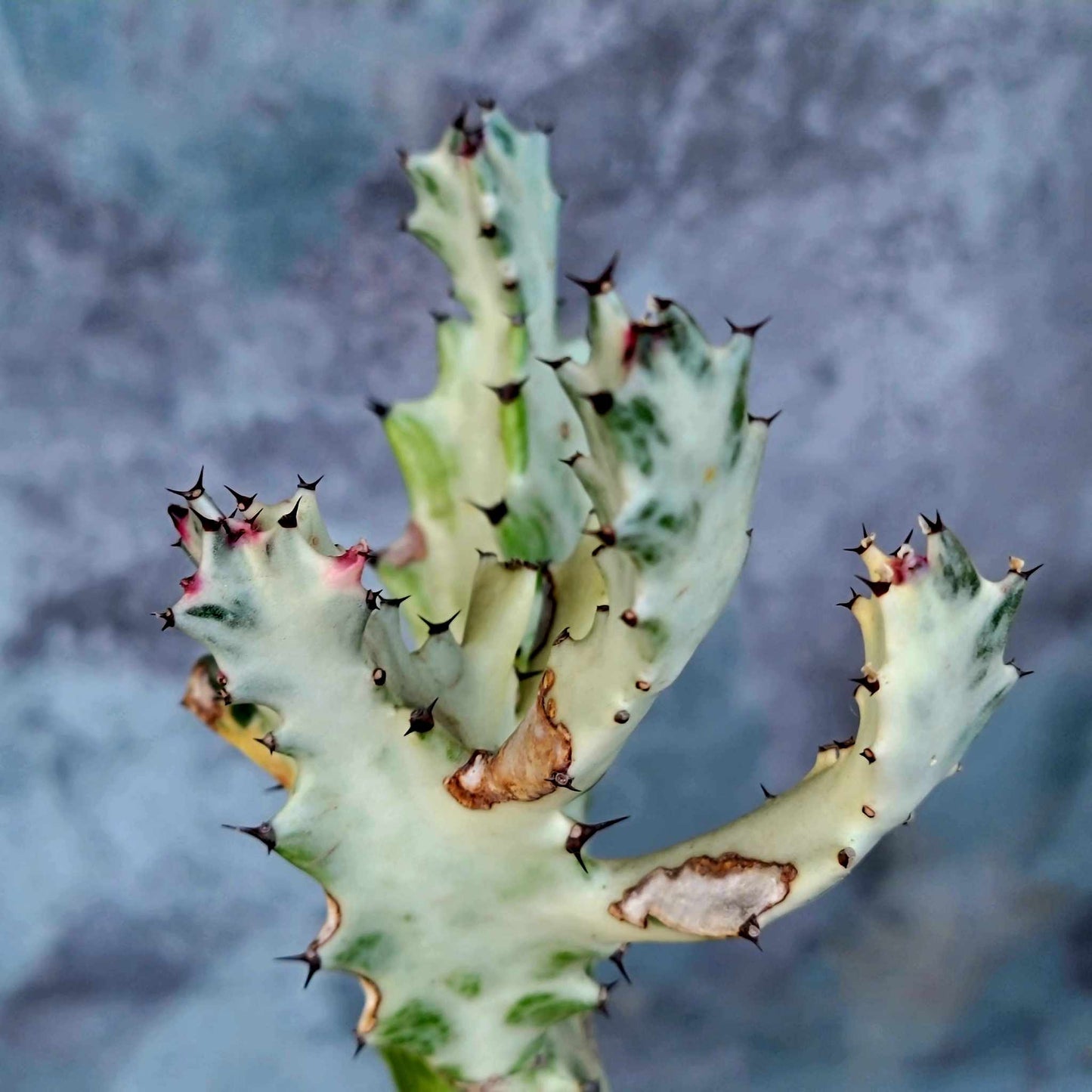 Euphorbia lactea variegata 'White Ghost' - Variegated Candelabra Spurge