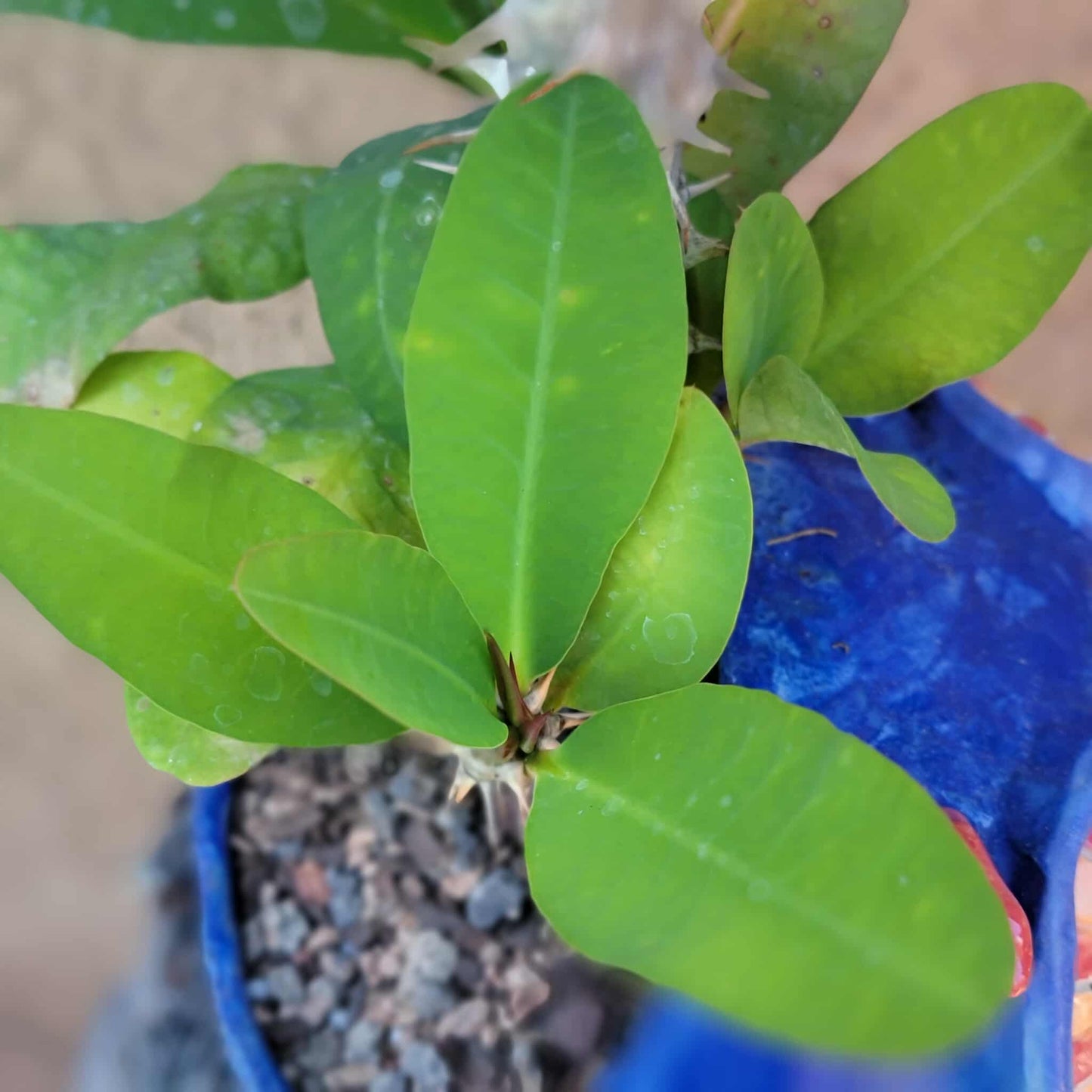 Euphorbia milii – Crown of Thorns (Coral)