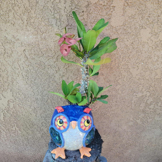 Euphorbia milii – Crown of Thorns (Coral)