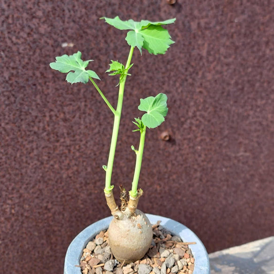 Euphorbia moratii - Very Rare