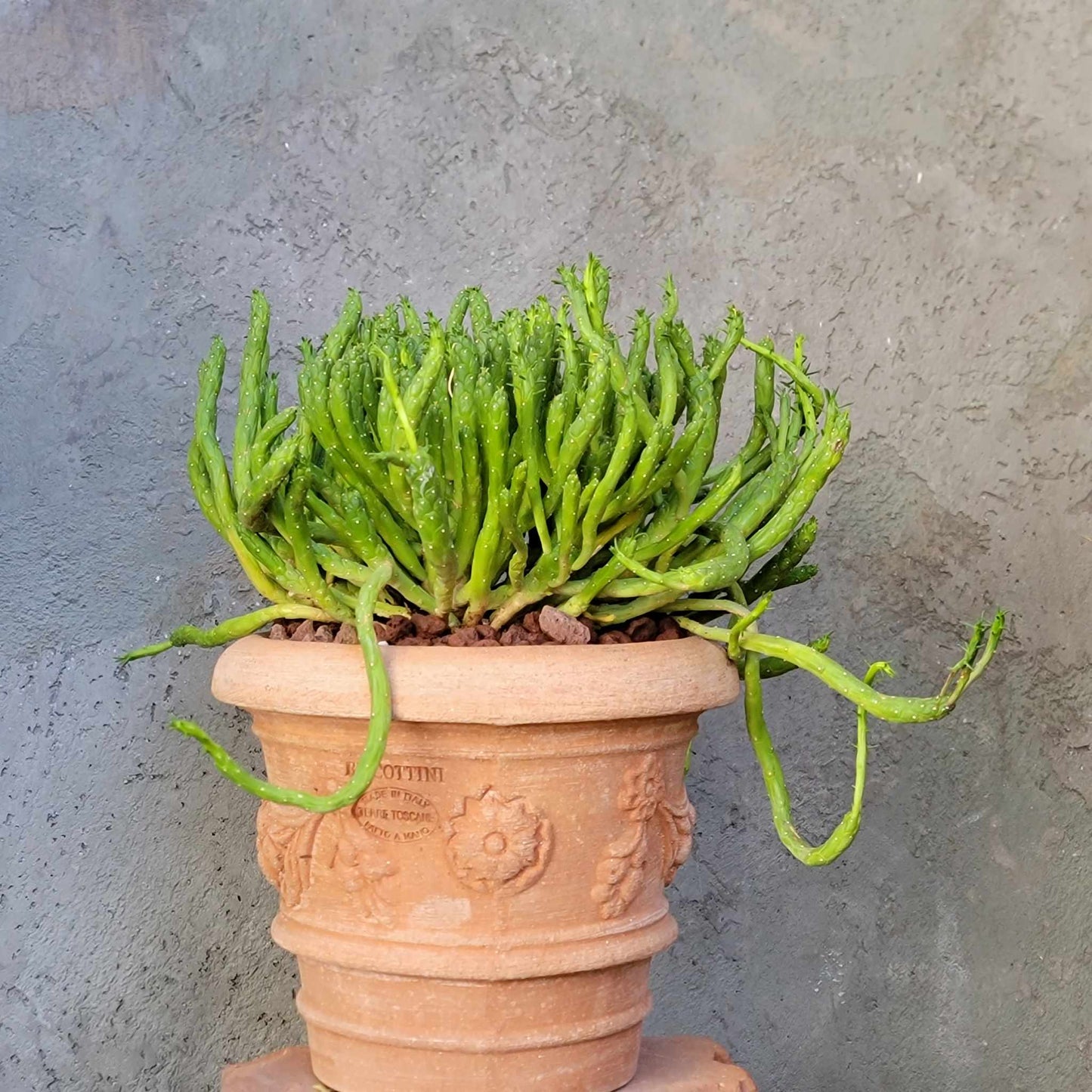 Euphorbia muirii - Snake Spurge - Medusa