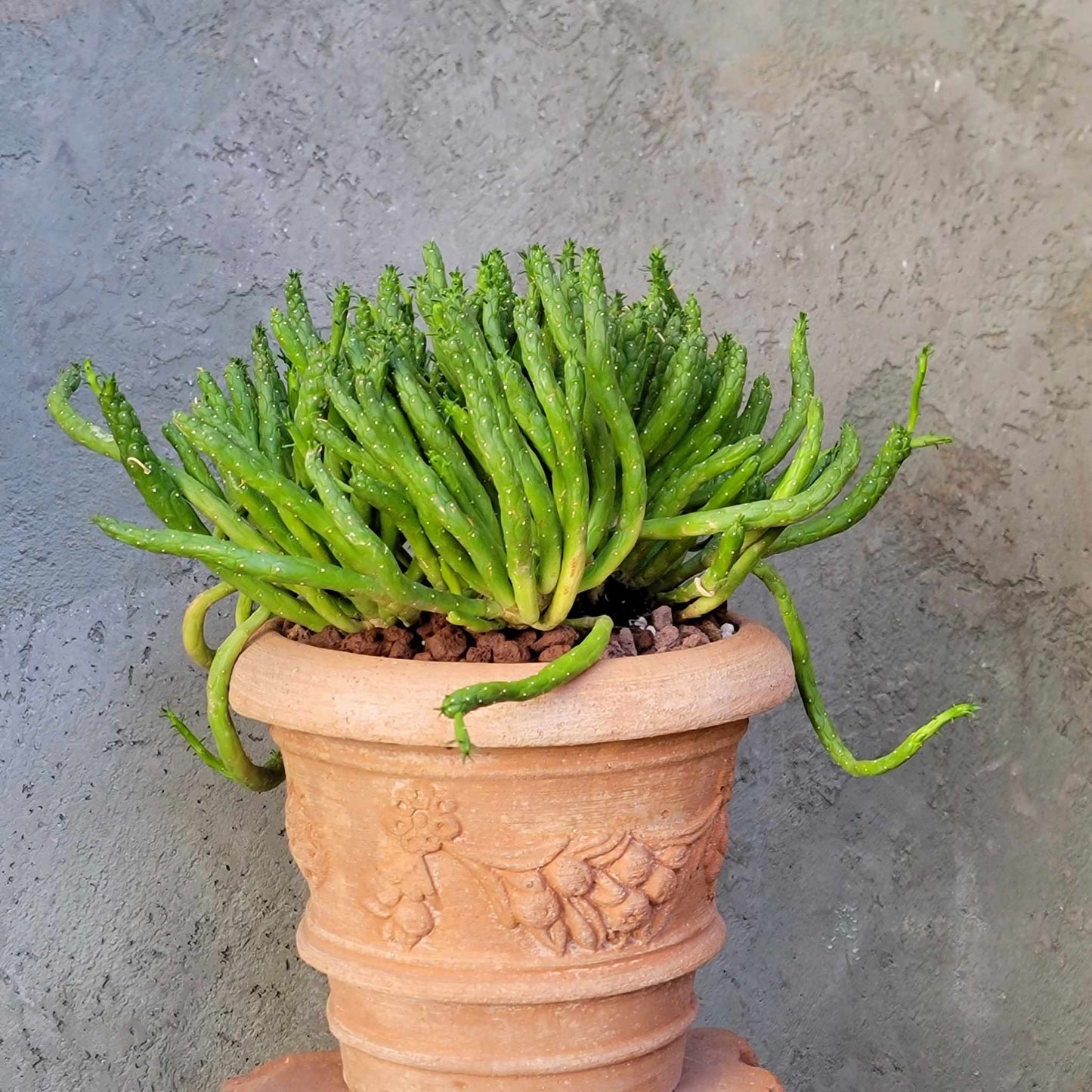 Euphorbia muirii - Snake Spurge - Medusa
