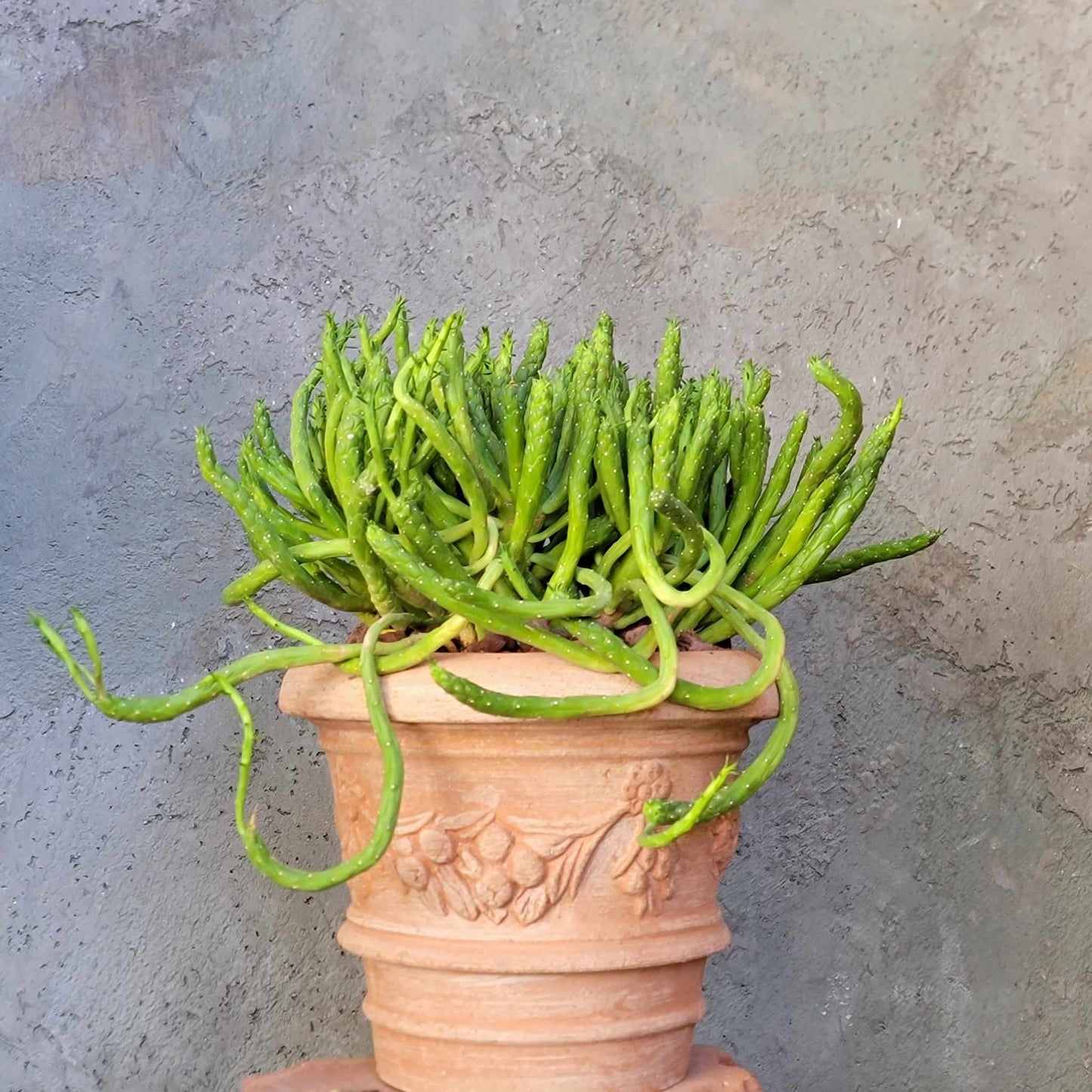 Euphorbia muirii - Snake Spurge - Medusa