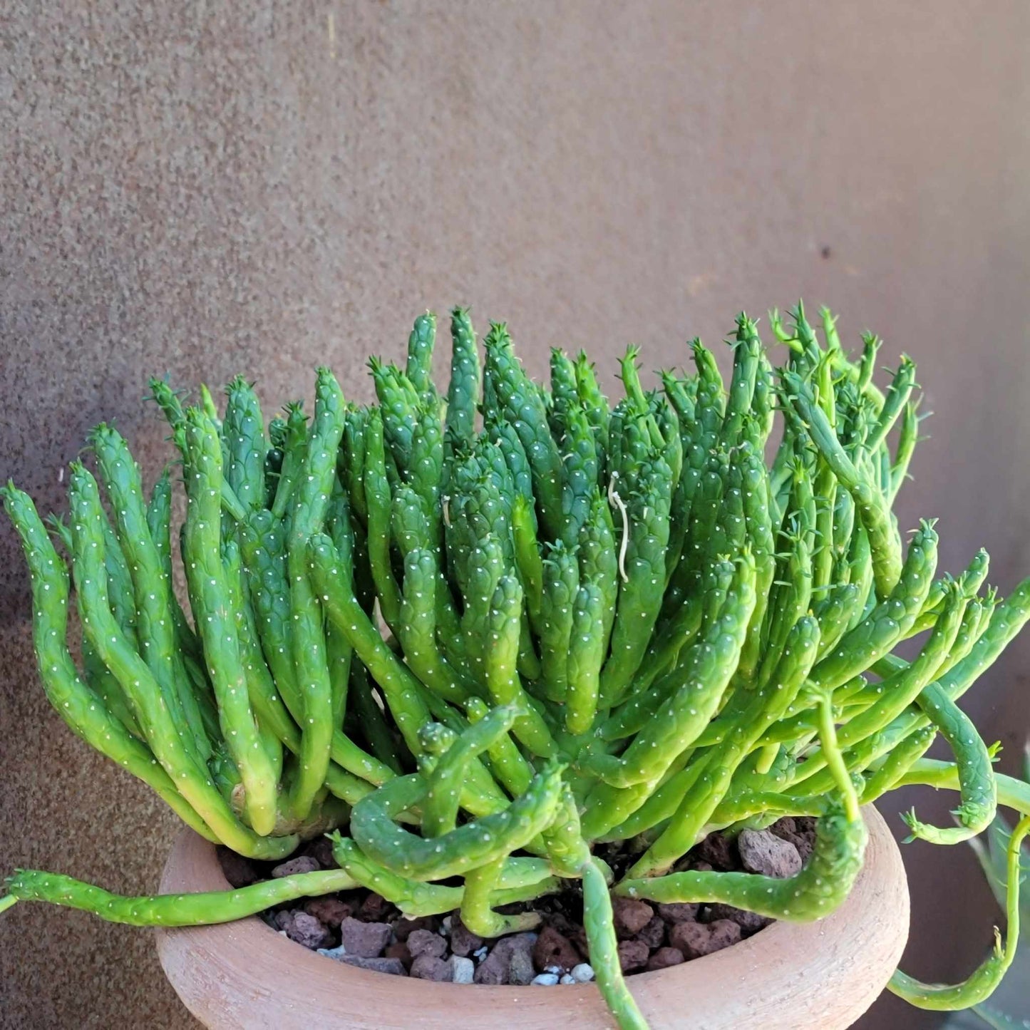 Euphorbia muirii - Snake Spurge - Medusa
