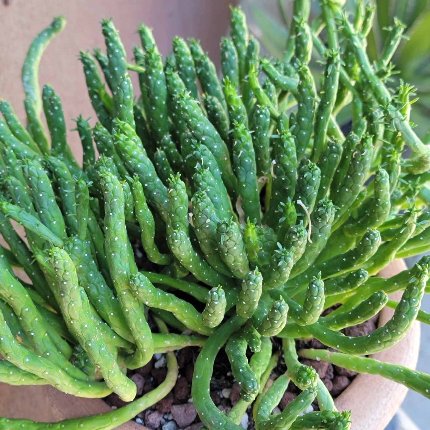 Euphorbia muirii - Snake Spurge - Medusa