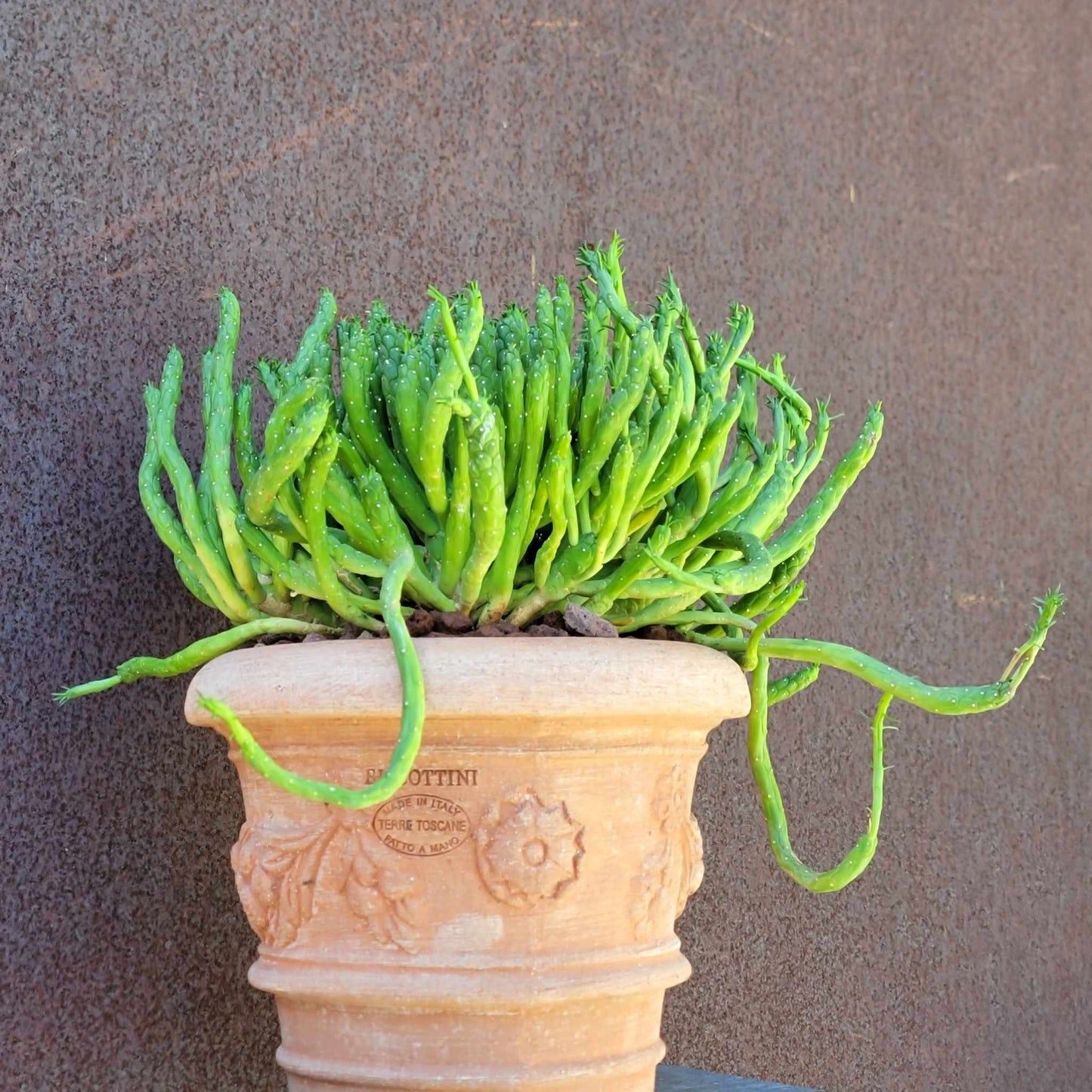 Euphorbia muirii - Snake Spurge - Medusa