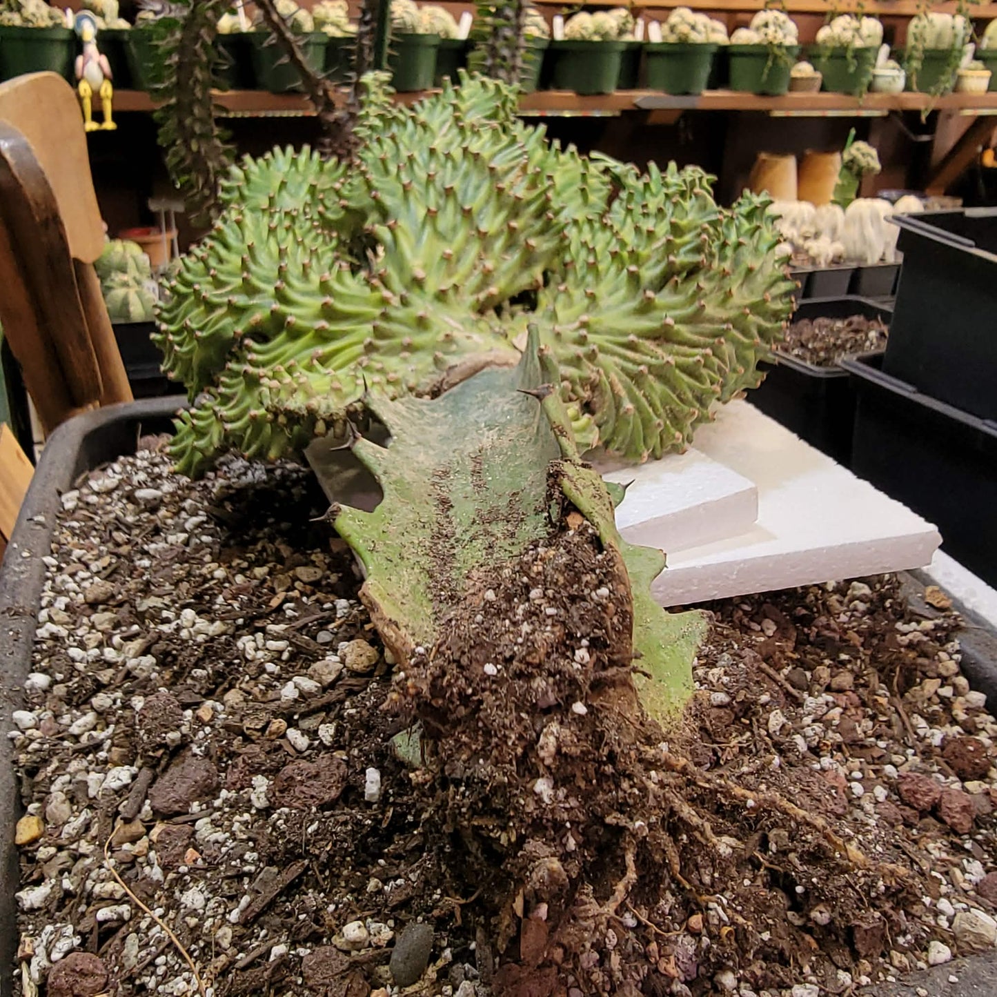 Euphorbia neriifolia cristata variegata