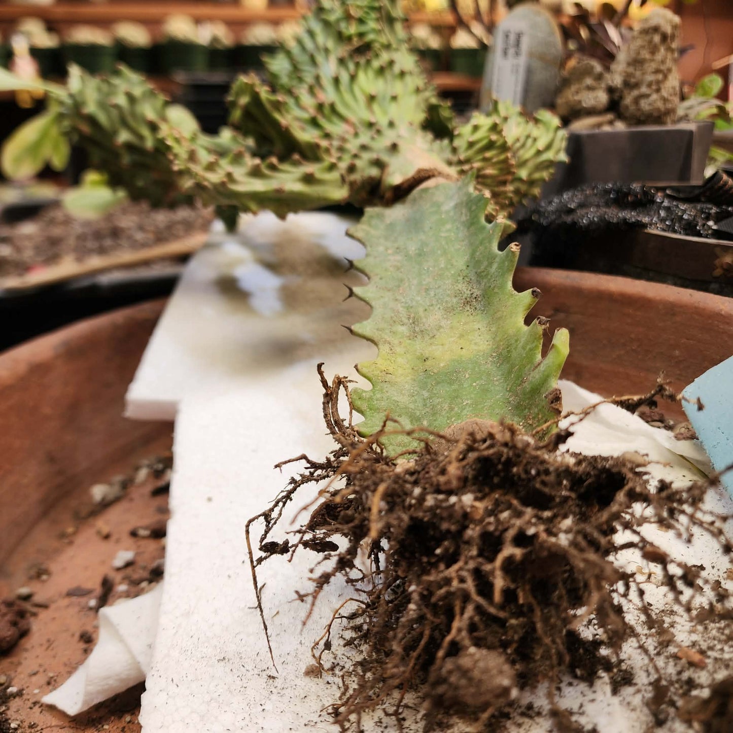 Euphorbia neriifolia cristata variegata - So big!!
